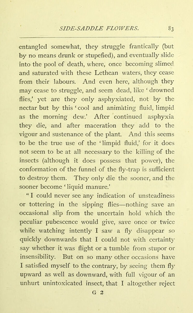 entangled somewhat, they struggle frantically (but by no means drunk or stupefied), and eventually slide into the pool of death, where, once becoming slimed and saturated with these Lethean waters, they cease from their labours. And even here, although they may cease to struggle, and seem dead, like ‘ drowned flies,’ yet are they only asphyxiated, not by the nectar but by this ‘ cool and animating fluid, limpid as the morning dew.’ After continued asphyxia they die, and after maceration they add to the vigour and sustenance of the plant. And this seems to be the true use of the ‘ limpid fluid,’ for it does not seem to be at all necessary to the killing of the insects (although it does possess that power), the conformation of the funnel of the fly-trap is sufficient to destroy them. They only die the sooner, and the sooner become ‘ liquid manure.’ “ I could never see any indication of unsteadiness or tottering in the sipping flies—nothing save an occasional slip from the uncertain hold which the peculiar pubescence would give, save once or twice while watching intently I saw a fly disappear so quickly downwards that I could not with certainty say whether it was flight or a tumble from stupor or insensibility. But on so many other occasions have I satisfied myself to the contrary, by seeing them fly upward as well as downward, with full vigour of an unhurt unintoxicated insect, that I altogether reject G 2