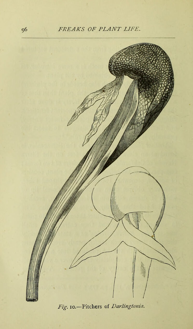 Fig. io.—Pitchers of Darlingtonia.