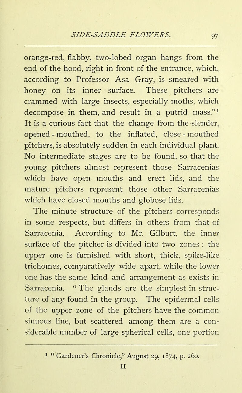 orange-red, flabby, two-lobed organ hangs from the end of the hood, right in front of the entrance, which, according to Professor Asa Gray, is smeared with honey on its inner surface. These pitchers are crammed with large insects, especially moths, which decompose in them, and result in a putrid mass.”1 It is a curious fact that the change from the -slender, opened - mouthed, to the inflated, close - mouthed pitchers, is absolutely sudden in each individual plant. No intermediate stages are to be found, so that the young pitchers almost represent those Sarracenias which have open mouths and erect lids, and the mature pitchers represent those other Sarracenias which have closed mouths and globose lids. The minute structure of the pitchers corresponds in some respects, but differs in others from that of Sarracenia. According to Mr. Gilburt, the inner surface of the pitcher is divided into two zones : the upper one is furnished with short, thick, spike-like trichomes, comparatively wide apart, while the lower one has the same kind and arrangement as exists in Sarracenia. “ The glands are the simplest in struc- ture of any found in the group. The epidermal cells of the upper zone of the pitchers have the common sinuous line, but scattered among them are a con- siderable number of large spherical cells, one portion 1 “ Gardener’s Chronicle,” August 29, 1874, p. 260.