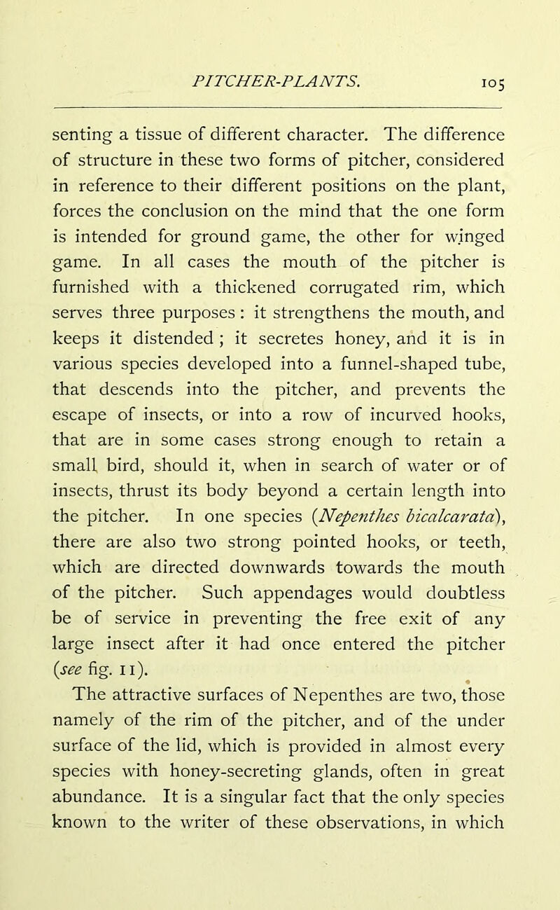 i°5 senting a tissue of different character. The difference of structure in these two forms of pitcher, considered in reference to their different positions on the plant, forces the conclusion on the mind that the one form is intended for ground game, the other for winged game. In all cases the mouth of the pitcher is furnished with a thickened corrugated rim, which serves three purposes : it strengthens the mouth, and keeps it distended ; it secretes honey, and it is in various species developed into a funnel-shaped tube, that descends into the pitcher, and prevents the escape of insects, or into a row of incurved hooks, that are in some cases strong enough to retain a small bird, should it, when in search of water or of insects, thrust its body beyond a certain length into the pitcher. In one species (Nepenthes bicalcarata), there are also two strong pointed hooks, or teeth, which are directed downwards towards the mouth of the pitcher. Such appendages would doubtless be of service in preventing the free exit of any large insect after it had once entered the pitcher {see fig. 11). The attractive surfaces of Nepenthes are two, those namely of the rim of the pitcher, and of the under surface of the lid, which is provided in almost every species with honey-secreting glands, often in great abundance. It is a singular fact that the only species known to the writer of these observations, in which