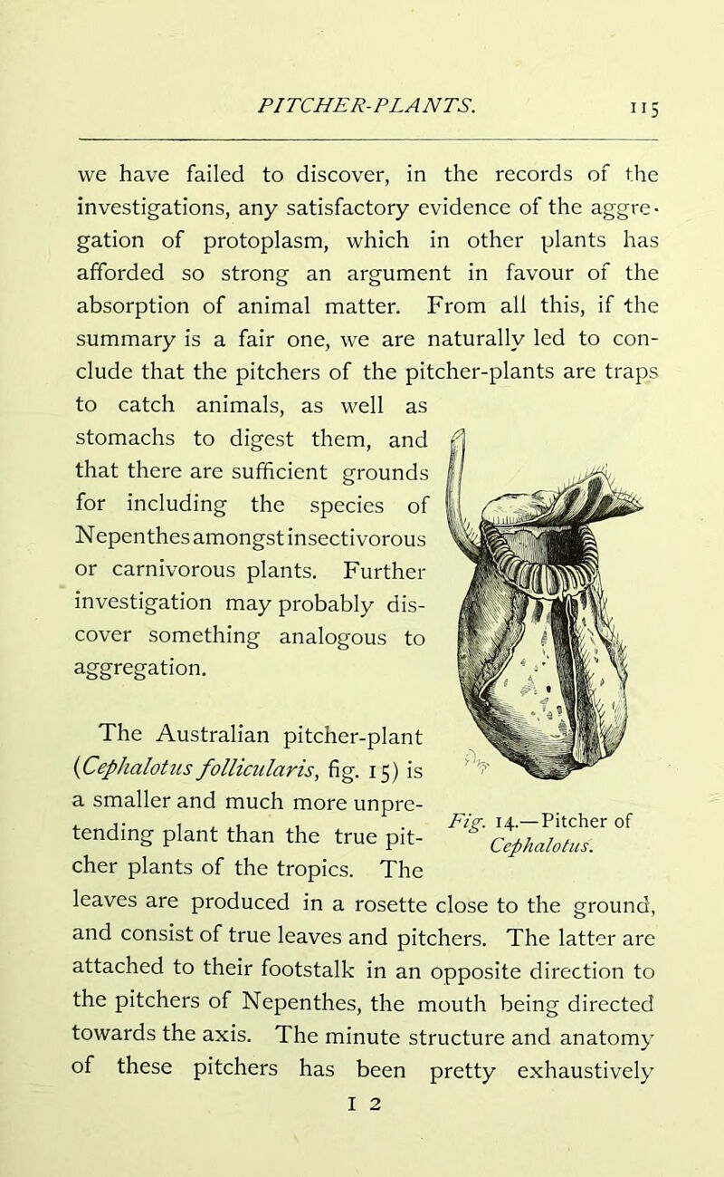 we have failed to discover, in the records of the investigations, any satisfactory evidence of the aggre- gation of protoplasm, which in other plants has afforded so strong an argument in favour of the absorption of animal matter. From all this, if the summary is a fair one, we are naturally led to con- clude that the pitchers of the pitcher-plants are traps to catch animals, as well as stomachs to digest them, and that there are sufficient grounds for including the species of Nepenthes amongst insectivorous or carnivorous plants. Further investigation may probably dis- cover something analogous to aggregation. The Australian pitcher-plant (Cephalotus folliatlaris, fig. 15) is a smaller and much more unpre- tending plant than the true pit- cher plants of the tropics. The leaves are produced in a rosette close to the ground, and consist of true leaves and pitchers. The latter are attached to their footstalk in an opposite direction to the pitchers of Nepenthes, the mouth being directed towards the axis. The minute structure and anatomy of these pitchers has been pretty exhaustively