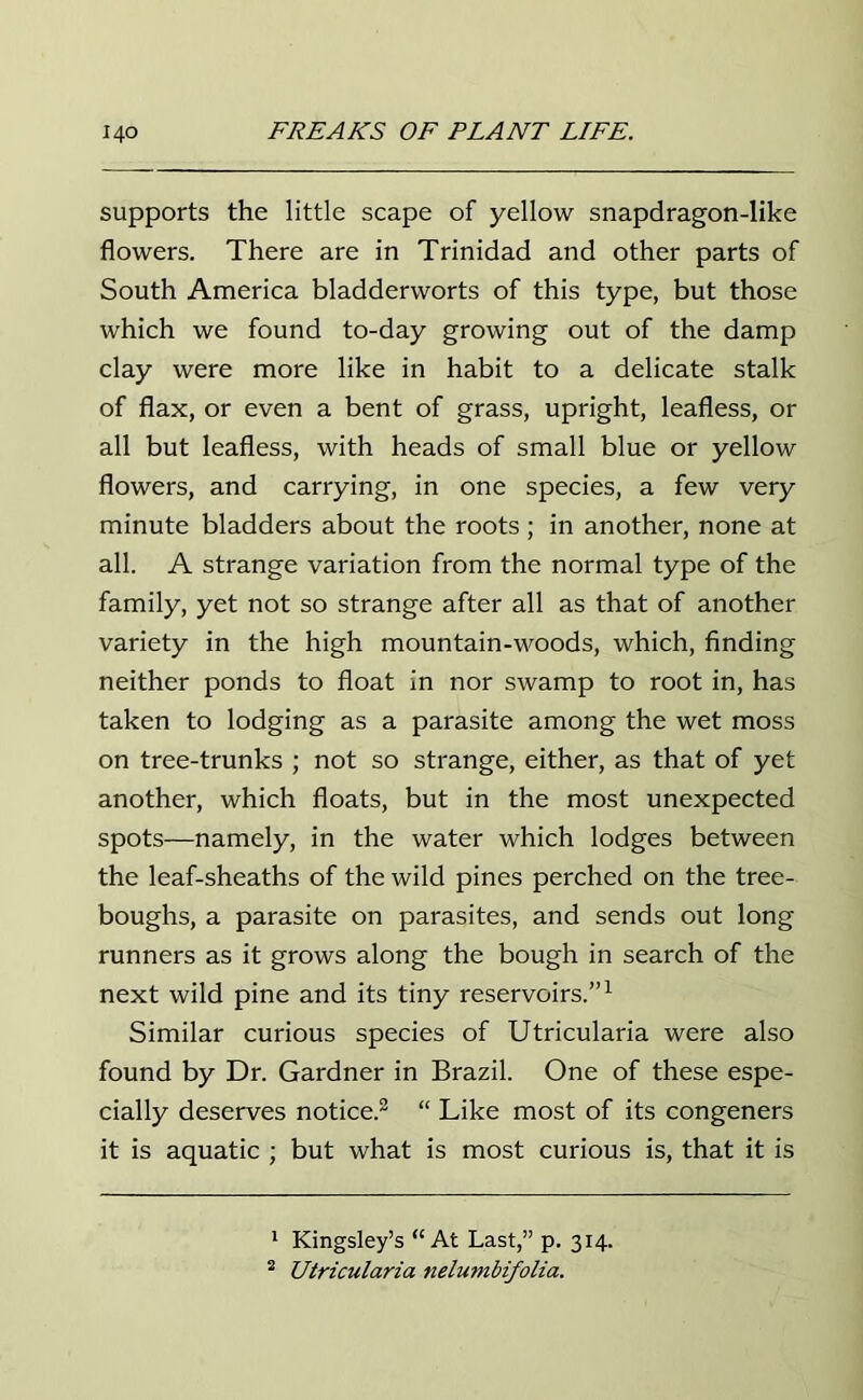 supports the little scape of yellow snapdragon-like flowers. There are in Trinidad and other parts of South America bladderworts of this type, but those which we found to-day growing out of the damp clay were more like in habit to a delicate stalk of flax, or even a bent of grass, upright, leafless, or all but leafless, with heads of small blue or yellow flowers, and carrying, in one species, a few very minute bladders about the roots ; in another, none at all. A strange variation from the normal type of the family, yet not so strange after all as that of another variety in the high mountain-woods, which, finding neither ponds to float in nor swamp to root in, has taken to lodging as a parasite among the wet moss on tree-trunks ; not so strange, either, as that of yet another, which floats, but in the most unexpected spots—namely, in the water which lodges between the leaf-sheaths of the wild pines perched on the tree- boughs, a parasite on parasites, and sends out long runners as it grows along the bough in search of the next wild pine and its tiny reservoirs.”1 Similar curious species of Utricularia were also found by Dr. Gardner in Brazil. One of these espe- cially deserves notice.2 “ Like most of its congeners it is aquatic ; but what is most curious is, that it is 1 Kingsley’s “At Last,” p. 314. 2 Utricularia nelumbifolia.
