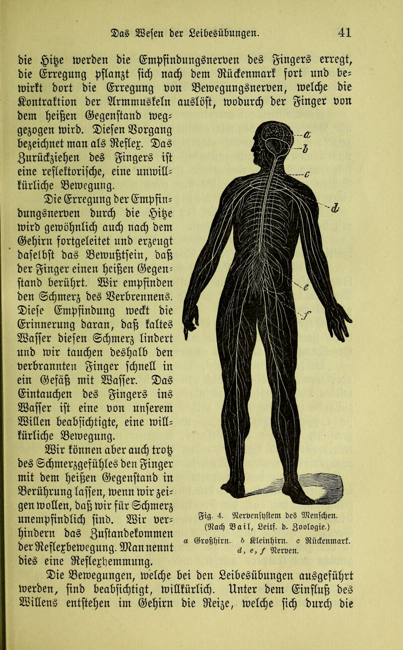 bie §i|e Serben bie EmpfinbungduerOen bed gingerd erregt, bie Erregung pflanzt fid) nad(j bem Stüdenmarf fort unb be= mirft bort bte Erregung Oon VemegmtgdnerOen, metcge bie ®ontraftion ber Slrmmudfetn audtöft, moburd) ber ginger üon bem Reißen Eegenftanb meg= gezogen mirb. liefen Vorgang begeidmet matt ald IRefle^. £)ad 3urücfgief)en bed ginget ift eine refteftorifcge, eine unnütz lürtidje Vemegung. Sie Erregung ber Empfing bungdnerüen burc^ bie £)it$e mirb gemögnlicg and) nad) bem Eefjirn fortgeleitet unb erzeugt bafetbft bad Vemugtfein, bag ber ginger einen geigen Eegen^ ftanb berührt. 2Bir entpfinben ben (Scgmerg bed Verbrennend. SDiefe Empfinbung medt bie Erinnerung baran, bag fatted SSaffer biefen @d)tnerg linbert nnb mir tauchen bedgatb ben oerbrannten ginger fcgnett in ein Eefäg mit SSaffer. SDad Eintauegen bed gingerd ind Sßaffer ift eine oon nuferem Bitten beabficgtigte, eine mitt= fürlid^e Vemegung. SSir fönnen aber and) trog bed ©cgnterggefügled ben ginger mit bem Reiften Eegenftanb in Verügrung taffen, menn mir gei- gen motten, bag mir für @cgmer§ unempfinbtidj finb. 2Bir üer= ginbern bad äuftanbefommen ber9tefte£6emegung. tt^an nennt bied eine Stefte£t)emmung. Sie Vemegungen, m'elcge bei ben Seibedübnngen audgefügrt merben, finb beabficgtigt, mittfürticg. Unter bem Einflug bed SBittend entfielen im Eegirn bie Steige, metdje fidfj burcg bie gig. 4. SRerbenfaftem be§ SOtenfdjen. (Sftaä) 39ail, Seitf. b. goologie.) a ©rol^trn. b ®Ieinf)irn. c 9tü(fentttarf. d, e, f Serben.