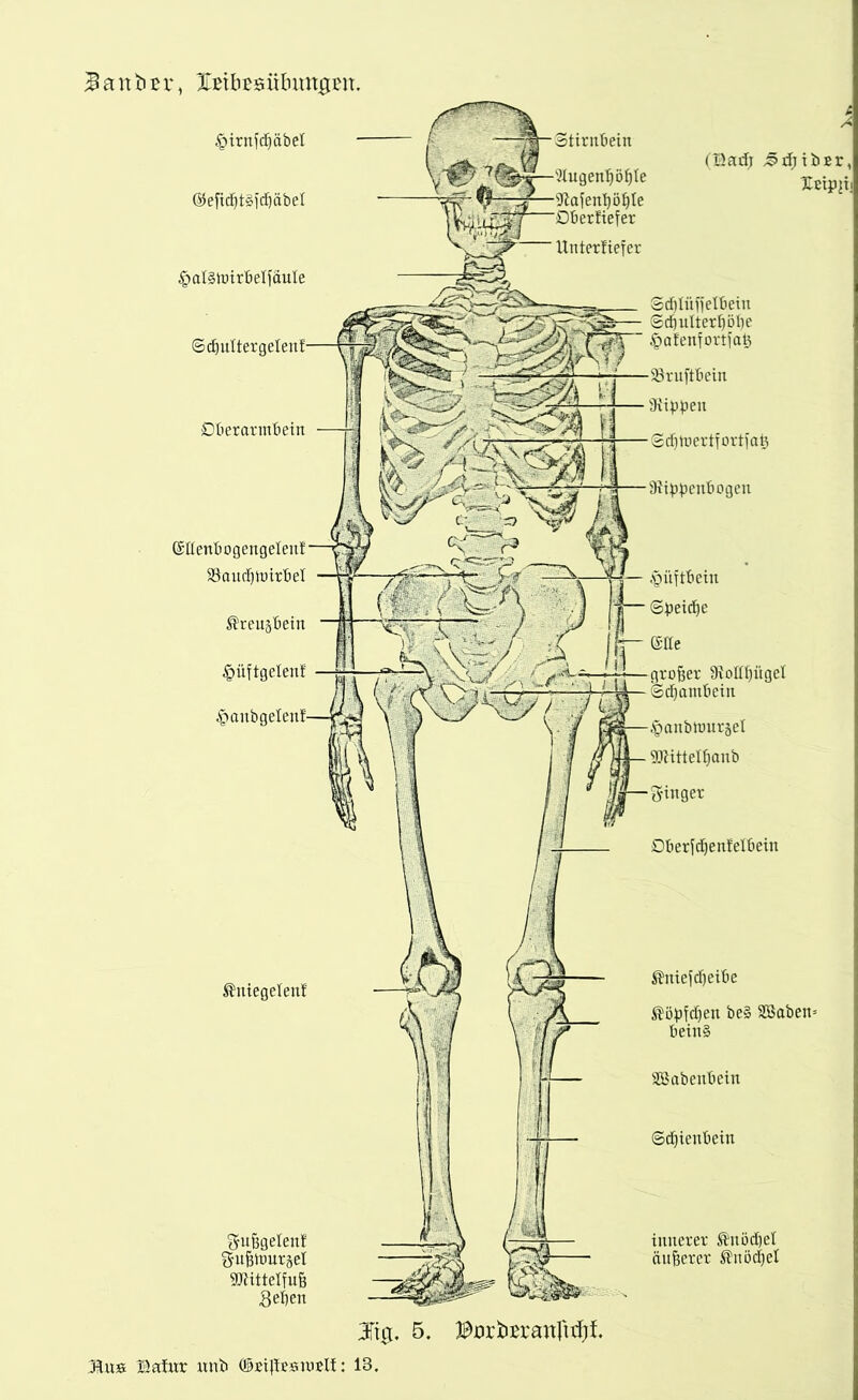 i^anöBr, lEtbßsüfnmgim. •2Iugenpöf)Ie ■Rafenböpte 'Dberfiefer Unterliefet £irnfcpäbel ©eficptäfcbäbel 4?al§tmrbelfäule Sdjuttergelent- Oberarmbein (Sdenbogengelenf- Saudjttnrbel ^reu^bein ^mftgelenf 4?aitbgelenf- Stirnbein (Bad; ^djibrr, Iripjij ®niegelenf guftgelent gufetnursel SKittdfuS Sdjlüfjelbein Scpulterljöbe §afenfortfatj 23ruftbein Rippen Scpmerifortfai} Rippenbogen J— Hüftbein Speiche ©de großer Rolfljügel Sdjantbein ^anbrnurjel Rlittelfianb ginger Oberfdjenfelbeiit ®niefdjeibe ßöpfdjen be§ Söaben» bein§ 28 ab eub ein Scpienbein innerer Änöcpel äußerer ®nöchet 3ftg. 5. ^urteaufttfjf.