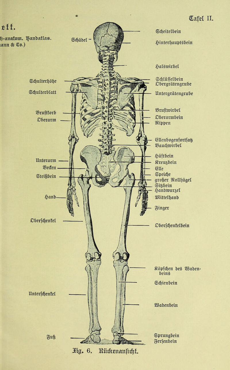 ©dfjeitelBein £interf)auBt§Betn £>aI§nnrBeI ©c^IüffelBein DBergrätengruBe UntergratengruBe SöruftmirBel DBeratmBein ©HenBogertfortfa^ SSaudjhrirBel ^üftBein ®reu&ßein ©He <Bpeiä>e großer 9tottf)ügel ©ipetn §anbtt>ursel SJiittelBanb ginger DBerfcfjenfelBetn Unterfd&enfel ^öBfrfien be§ Söaben* Bein§ ©dfjienBein SBabenBein ©prungBetn gerfenBetn tl t B-anatDtn. Ifanbatta». ©djäbel - tarnt & <£t>.) ©dfjuIterBötie ©tfjuIterBIatt SSruftforB DBerarnt DBerfcBenfel Unterarm SSedten ©teijjBein