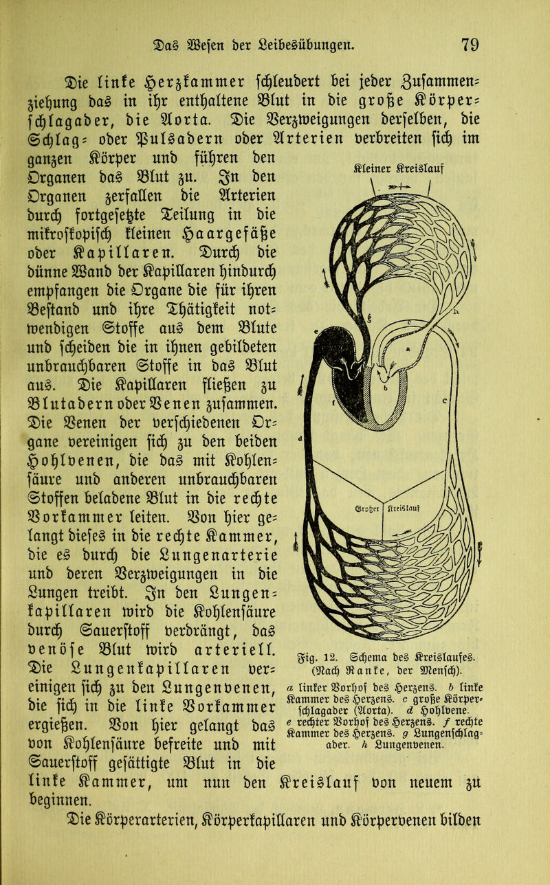 Meiner @rei§tauf ®ie linfe §ergfammer fcpleubert bei jeber ,3ufammett= giepung ba§ in ibjr enthaltene Vlut in bie groge körper= f (f)Iagab er, bie 5lor ta. £)ie Verneigungen berf eiben, bie ©cplag* ober Vul3abern ober Arterien oerbreiten fi<p im gangen Körper unb führen ben Organen ba§ Vlut gu. gn ben Organen gerfaüen bie Arterien burd) fortgefe^te Teilung in bie mifroffopifcp deinen ^aargefäge ober kapillaren. £)urcp bie bünne SBanb ber kapillaren pinburep empfangen bie Organe bie für ihren Veftanb unb ihre Xpätigleit not= menbigen Stoffe au§ bem Vinte nnb fepeiben bie in ihnen gebitbeten unbraudjbaren Stoffe in ba§ Vlut au§. 2>ie kapillaren fliegen gn Vlutabern ober Venen gufammen. SDie Venen ber üerfepiebenen Or= gane oereinigen fid) gn ben beiben d §oplOenen, bie ba§ mit koplen= fäure unb anberen unbrauchbaren Stoffen belabene Vlut in bie rechte Vorfammer leiten. Von pier ge= langt biefe§ in bie reepte kammer, | bie e§ burep bie Sitngenarterie nnb bereu Vergmeigungen in bie Sungen treibt. gn ben 2ungen= fapillaren mirb bie koplenfäure burep Sanerftoff oerbrängt, ba3 oenöfe Vlut mirb arteriell. $ie ßungenf apillaren Oer= einigen fiep gn ben Sungenüenen, « unter $8ortjof be§ §er§en§. & Unfe bie fief, in bie Knie Sorfammer '/%&* ergiejjen SSon |ier fletan8t ba3 Oon koplenfäure befreite nnb mit aber. h Sungenbenen. Sanerftoff gefättigte Vlut in bie tinfe kammer, um nun ben krei§lauf Oon neuem gü beginnen. $ie körperarterien, körperfapiüaren nnb körperüenen bilben fjig. 12. ©djenta be§ MeiStaufeS. ($ftad) SR ante, ber SOJenfd^).