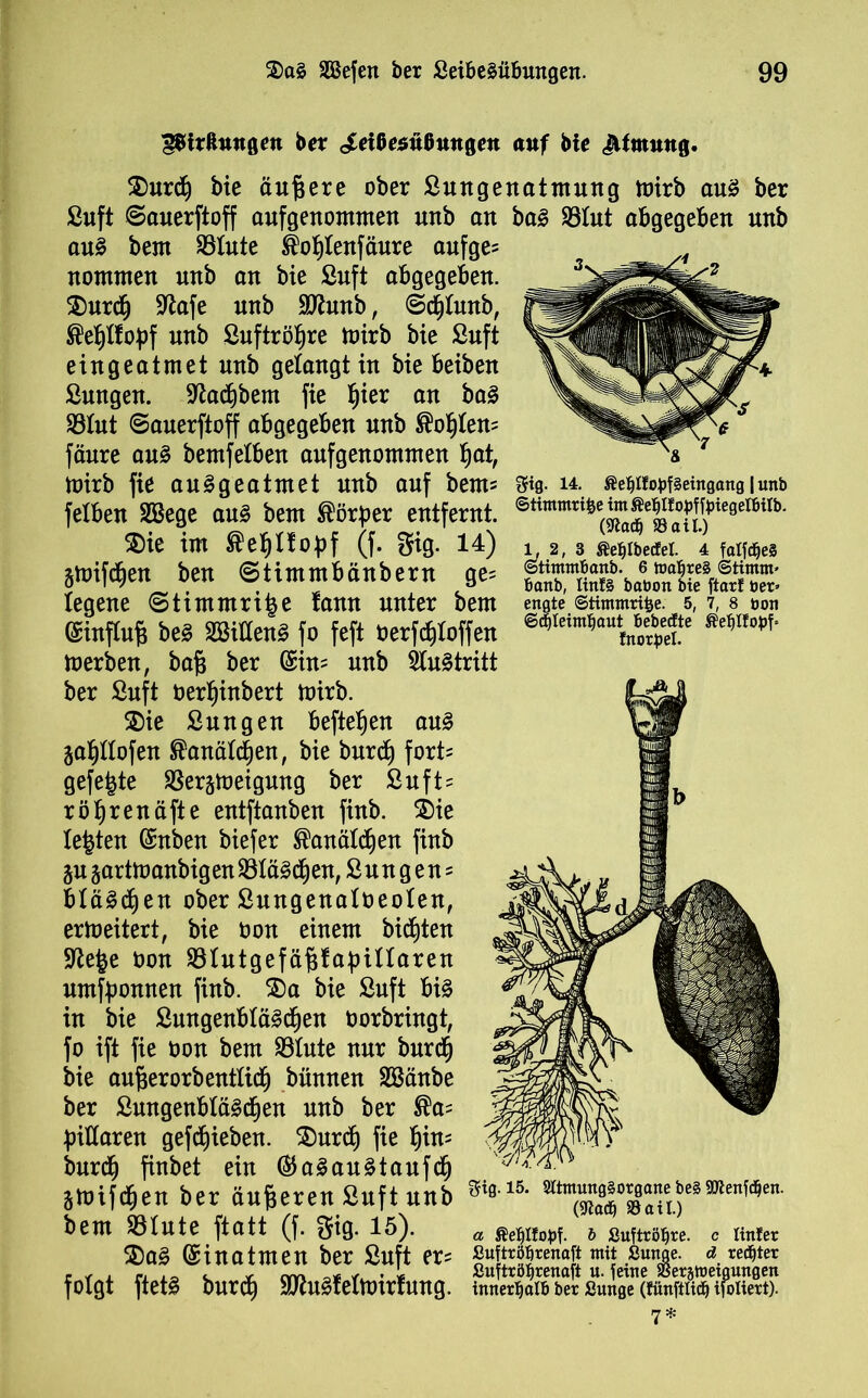 ber cMGesußimgen <mf bie Jtfmmtg. $>urcf) bie äußere ober Sungenatmung tüirb au3 ber ßuft ©auerftoff aufgenommen unb an bag SBtut abgegeben nnb aus bem $8lute Üo|tenfäure aufge= nontmen unb an bie Suft abgegeben. $)urdj Stofe unb Sttunb, ©d)lunb, ®e|tfo|f unb Suftrö|re U)irb bie Suft ein geatmet unb getaugt in bie beiben Snngen. Stodjbem fie |ier an ba3 S3tut ©auerftoff abgegeben unb ®o|ten= fänre au3 bemfetben aufgenommen fjat, toirb fie au^geatmet nnb auf bem* sts- i±- ßef)ifotf§eingang|unb felben SEBege auä bem förper entfernt. ©«»w^te^t'Ht-iesetBUb. ®ie im Setjltopf (f. gtg. 14) i, 2,3 Sc^ttectet. 4 tat($es 5mif#en ben ©timmbänbern ge, gt»bÄ*Ä tegene @timmri|e tann unter bem engte ©tintmri&e. 5,7, s non Einfluß be3 ftiUen§ fo feft oerfätoffen toerben, bafj ber (£in= nnb 2lu§tritt ber Snft oer|inbert toirb. £)ie Sun gen hefteten aus jatjllofen ®anätc|en, bie burd} fort= gefe|te SSersmeigung ber Snft= rö|renäfte entftanben finb. $)ie Ie|ten (Snben biefer ®anäld)en finb ju garttoanbigen $8tä3d)en, 8 n n g e n == Mä3c|en ober Sungenaloeolen, erweitert, bie Oon einem bitten 9to|e Oon SBIutgefäfjfafrinaren umfponnen finb. $)a bie Suft bi§ in bie 8ungenbtä3tf)en oorbringt, fo ift fie oon bem Sötute nur burcfj bie aufterorb entfiel bnnnen SSänbe ber Sungenbtä§cf)en nnb ber ®a= pittaren gerieben. SDurtf) fie |in= burdj finbet ein ®a3au§taufdj Stoifen ber änderen Snft unb St015, mm(2|0^aU)e§9IienWen' bem 33Inte ftatt (f. ^ig. 15). a 5 ßuftrßlire. c linfer 2)a£ Einatmen ber Suft er= §uK^enaS mitc .ßunie- d. re$ter folgt ftet3 burc| SD^n^felmirfnng. innetfjalö ber Sunge (fünftlicfj ifoliert).