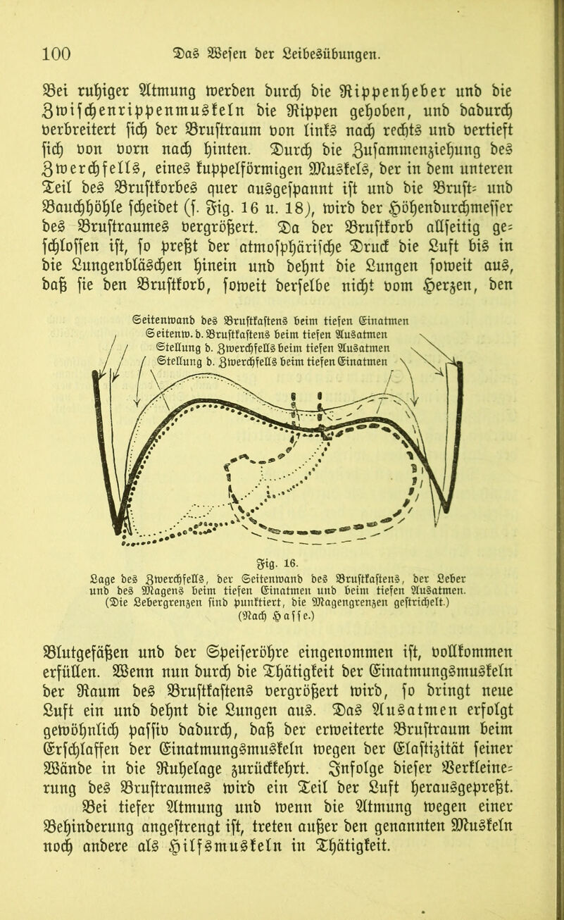 33et ruhiger Atmung tverben burd) bie Sftippenßeber unb bie 3tvifd)enrippenmu3feln bie Rippen gehoben, unb baburcß verbreitert fid^ ber Bruftraum von Iinf§ nad) rechte unb Vertieft fid) von vorn nad) hinten. £)urd} bie Sufammen^ie^ung be§ 3tverd)fen§, eine3 fuppelförmigen WluZieU, ber in bem unteren Xeil be3 Bruftforbe£ quer auSgefpannt ift unb bie Bruft= unb Baud)ßö^Ie fdjeibet (f. gig. 16 u. 18), tvirb ber gößenburcßmeffer be3 Bruftraume§ vergrößert. 2)a ber Bruftforb aüfeitig ge= fcfytoffen ift, fo preßt ber atmofpßärifcße $>rud bie ßuft bis in bie SmtgenbläScßen ßinein unb beßnt bie Sungen fotveit aus, baß fie ben Bruftforb, fotveit berfetbe nid)t vom §erjen, ben Blutgefäßen unb ber ©peiferößre eingenommen ift, vottfommen erfüllen. SBenn nun burd) bie Xßätigleit ber GmtatmungSmuSfeln ber SRaum beS BruftfaftenS vergrößert tvirb, fo bringt neue Suft ein unb beßnt bie ßungen au§. SDaS 51 uSatmen erfolgt getvößnüd) paffiv baburcf), baß ber crtveiterte Bruftraum beim (£rfd)laffen ber SinatmungSmuSfeln tvegen ber (£Iafli§ität feiner Söänbe in bie Slußelage gurüdfeßrt. infolge biefer Berfleine= rung beS BruftraumeS tvirb ein Xeil ber Suft perauSgepreßt. Bei tiefer Atmung unb tvenn bie Atmung tvegen einer Beßinberung angeftrengt ift, treten außer ben genannten SJhtSfeln nod) anbere als §ilfSmuSfeln in £f)ätigfeit. ©eitenmanb be§ 93ruftfaften§ beim tiefen ©mahnen @eitenm.b.$8ruftfaften§ beim tiefen SCu§atmen Si0. 16. ßage beS 8mercf)feII§, ber Seitenmanb be» $8ruftfaften§, ber ßeber nnb be3 9Jiagen§ beim tiefen ©inatmen unb beim tiefen SluSatmen. (SDie ßebergrenjen finb punttiert, bie SOtagengrenjen geftridjelt.) C«§affe.)