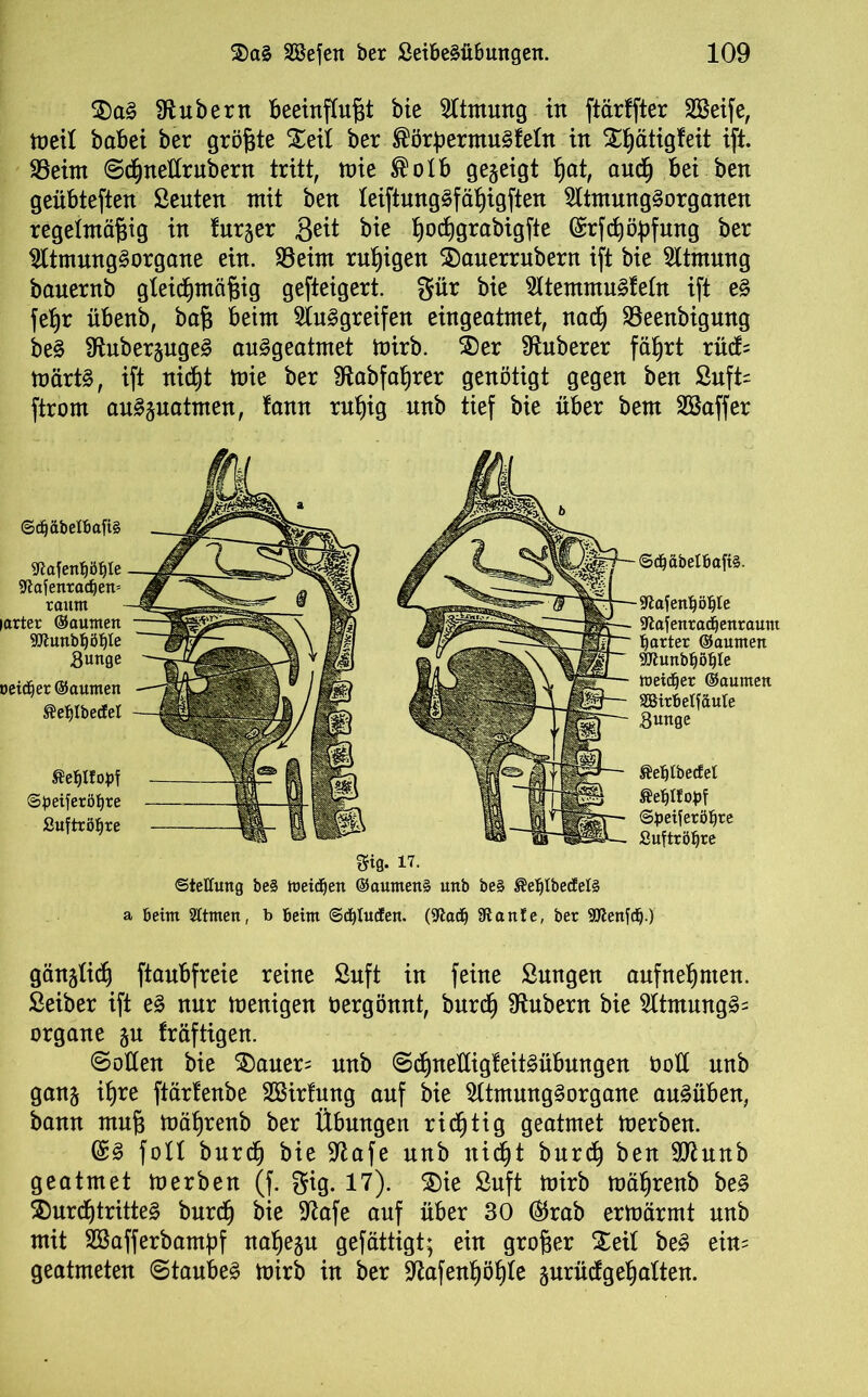 £)ag Zubern Beeinflußt bie Atmung in ftärffter SBeife, meil baBei ber größte Xeii ber ®örpermugfeüt in £ßätigfeit ift. 23eim @cßnettrubern tritt, mie ®oIB gegeigt ßat, aucß Bei ben geüBteften ßenten ntit ben leiftunggfäßigften Sltmunggorganen regelmäßig in tnrger Seit bie ßocßgrabigfte Grrfcßößfung ber Sltmunggorgane ein. 93eint rußigen 35auerrubern ift bie Sttmung bauernb gleichmäßig gefteigert. gür bie Sltemmugfeüt ift eg feßr üBenb, baß Beim Sluggreifen eingeatmet, nacß SSeenbigung beg Sßuberäugeg auggeatmet mirb. $er Zuberer fäßrt rücf= märtg, ift nicßt mie ber Sftabfaßrer genötigt gegen ben £uft= ftrom augpatmen, fann rußig nnb tief bie über bem Söaffer ©djäbeiBafig iftafenljöljle 9tafenradjen= raunt larter ©aumen Bunge Deiner ©aumen ^e^jIbecEel fteflKotf ©peiferöijre Suftröfire ©d)abel6afi§. 9lafe ntyöljte Utafenracijenraum harter ©aumen gjtunbljöljle meiner ©aumen SBirBelfauIe Sunge ®et)tbecfel Äeljlfotf ©peiferöfjre Suftröfjte Sfiß. 17. Stellung be§ meinen @aumen§ unb be§ ®eljtbecfel§ a Beim Sttnten, b Beim ©tfylucfen. (9ladj 9tante, ber SOteufd).) gängtidj ftanBfreie reine Suft in feine Sungen aufneßmen. Seiber ift eg nur menigen Vergönnt, burcß Ütubern bie Sltmungg= organe §u fräftigen. ©ollen bie Zantr= nnb ©d^nelligfeitgüBungen t>oU unb ganj ißre ftärtenbe Sßirlung auf bie Sltmunggorgane augüBen, bann muß mäßrenb ber Übungen ricßtig geatmet merben. @g foU burcß bie Stafe nnb nicßt burcß ben Sftunb geatmet merben (f. $ig. 17). Zit ßuft mirb mäßrenb beg $>urcßtritteg burcß bie Stafe auf über 30 ®rab ermärmt unb mit SBafferbamßf naßejn gefättigt; ein großer Zeit beg ein= geatmeten ©taubeg mirb in ber üftafenßößle gurüdgeßatten.
