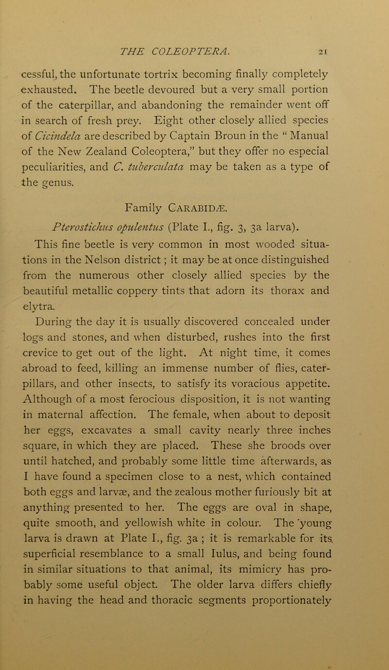 cessful, the unfortunate tortrix becoming finally completely exhausted. The beetle devoured but a very small portion of the caterpillar, and abandoning the remainder went off in search of fresh prey. Eight other closely allied species of Cicindela are described by Captain Broun in the “ Manual of the New Zealand Coleoptera,” but they offer no especial peculiarities, and C. tuberculato may be taken as a type of the genus. Family CARABID/E. Pterostichus opulentus (Plate I., fig. 3, 3a larva). This fine beetle is very common in most wooded situa- tions in the Nelson district; it may be at once distinguished from the numerous other closely allied species by the beautiful metallic coppery tints that adorn its thorax and elytra. During the day it is usually discovered concealed under logs and stones, and when disturbed, rushes into the first crevice to get out of the light. At night time, it comes abroad to feed, killing an immense number of flies, cater- pillars, and other insects, to satisfy its voracious appetite. Although of a most ferocious disposition, it is not wanting in maternal affection. The female, when about to deposit her eggs, excavates a small cavity nearly three inches square, in which they are placed. These she broods over until hatched, and probably some little time afterwards, as I have found a specimen close to a nest, which contained both eggs and larvae, and the zealous mother furiously bit at anything presented to her. The eggs are oval in shape, quite smooth, and yellowish white in colour. The 'young larva is drawn at Plate I., fig. 3a ; it is remarkable for its. superficial resemblance to a small lulus, and being found in similar situations to that animal, its mimicry has pro- bably some useful object. The older larva differs chiefly in having the head and thoracic segments proportionately