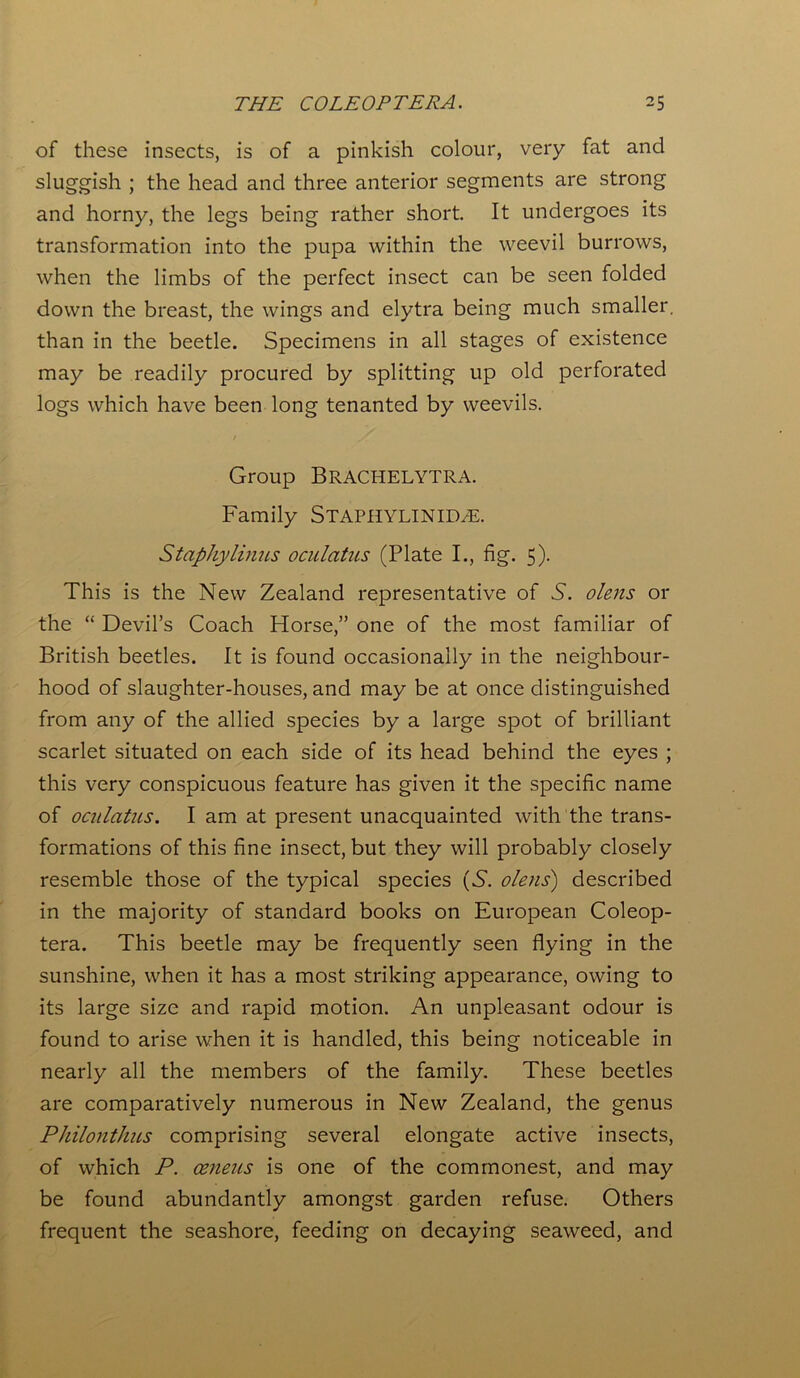 of these insects, is of a pinkish colour, very fat and sluggish ; the head and three anterior segments are strong and horny, the legs being rather short It undergoes its transformation into the pupa within the weevil burrows, when the limbs of the perfect insect can be seen folded down the breast, the wings and elytra being much smaller, than in the beetle. Specimens in all stages of existence may be readily procured by splitting up old perforated logs which have been long tenanted by weevils. / / Group Brachelytra. Family STAPHYLINIDAS. Staphylinus oculatus (Plate I., fig. 5). This is the New Zealand representative of 5. olens or the “ Devil’s Coach Horse,” one of the most familiar of British beetles. It is found occasionally in the neighbour- hood of slaughter-houses, and may be at once distinguished from any of the allied species by a large spot of brilliant scarlet situated on each side of its head behind the eyes ; this very conspicuous feature has given it the specific name of oculatus. I am at present unacquainted with the trans- formations of this fine insect, but they will probably closely resemble those of the typical species (N. olens) described in the majority of standard books on European Coleop- tera. This beetle may be frequently seen flying in the sunshine, when it has a most striking appearance, owing to its large size and rapid motion. An unpleasant odour is found to arise when it is handled, this being noticeable in nearly all the members of the family. These beetles are comparatively numerous in New Zealand, the genus Philonthus comprising several elongate active insects, of which P. ceneus is one of the commonest, and may be found abundantly amongst garden refuse. Others frequent the seashore, feeding on decaying seaweed, and