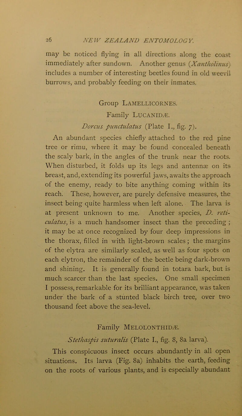 may be noticed flying in all directions along the coast immediately after sundown. Another genus (.Xantholinus) includes a number of interesting beetles found in old weevil burrows, and probably feeding on their inmates. Group Lamellicornes. Family LUCANID/E. Dorcus punctulatus (Plate I., fig. y). An abundant species chiefly attached to the red pine tree or rimu, where it may be found concealed beneath the scaly bark, in the angles of the trunk near the roots. When disturbed, it folds up its legs and antennae on its breast, and, extending its powerful jaws, awaits the approach of the enemy, ready to bite anything coming within its reach. These, however, are purely defensive measures, the insect being quite harmless when left alone. The larva is at present unknown to me. Another species, D. reti- culatns, is a much handsomer insect than the preceding ; it may be at once recognized by four deep impressions in the thorax, filled in with light-brown scales; the margins of the elytra are similarly scaled, as well as four spots on each elytron, the remainder of the beetle being dark-brown and shining. It is generally found in totara bark, but is much scarcer than the last species. One small specimen I possess, remarkable for its brilliant appearance, was taken under the bark of a stunted black birch tree, over two thousand feet above the sea-level. Family MELOLONTHIDzE. Stethaspis suturalis (Plate I., fig. 8, 8a larva). This conspicuous insect occurs abundantly in all open situations. Its larva (Fig. 8a) inhabits the earth, feeding on the roots of various plants, and is especially abundant