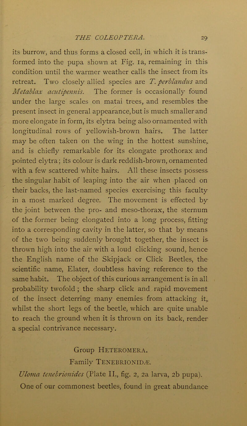 its burrow, and thus forms a closed cell, in which it is trans- formed into the pupa shown at Fig. ia, remaining in this condition until the warmer weather calls the insect from its retreat. Two closely allied species are T. perblandus and Metablax acutipennis. The former is occasionally found under the large scales on matai trees, and resembles the present insect in general appearance, but is much smaller and more elongate in form, its elytra being also ornamented with longitudinal rows of yellowish-brown hairs. The latter may be often taken on the wing in the hottest sunshine,, and is chiefly remarkable for its elongate prothorax and pointed elytra; its colour is dark reddish-brown, ornamented with a few scattered white hairs. All these insects possess the singular habit of leaping into the air when placed on their backs, the last-named species exercising this faculty in a most marked degree. The movement is effected by the joint between the pro- and meso-thorax, the sternum of the former being elongated into a long process, fitting into a corresponding cavity in the latter, so that by means of the two being suddenly brought together, the insect is thrown high into the air with a loud clicking sound, hence the English name of the Skipjack or Click Beetles, the scientific name, Elater, doubtless having reference to the same habit. The object of this curious arrangement is in all probability twofold ; the sharp click and rapid movement of the insect deterring many enemies from attacking it,, whilst the short legs of the beetle, which are quite unable to reach the ground when it is thrown on its back, render a special contrivance necessary. Group Heteromera. Family TENEBRIONIDAi. Uloma tenebrionid.es (Plate II., fig. 2, 2a larva, 2b pupa). One of our commonest beetles, found in great abundance