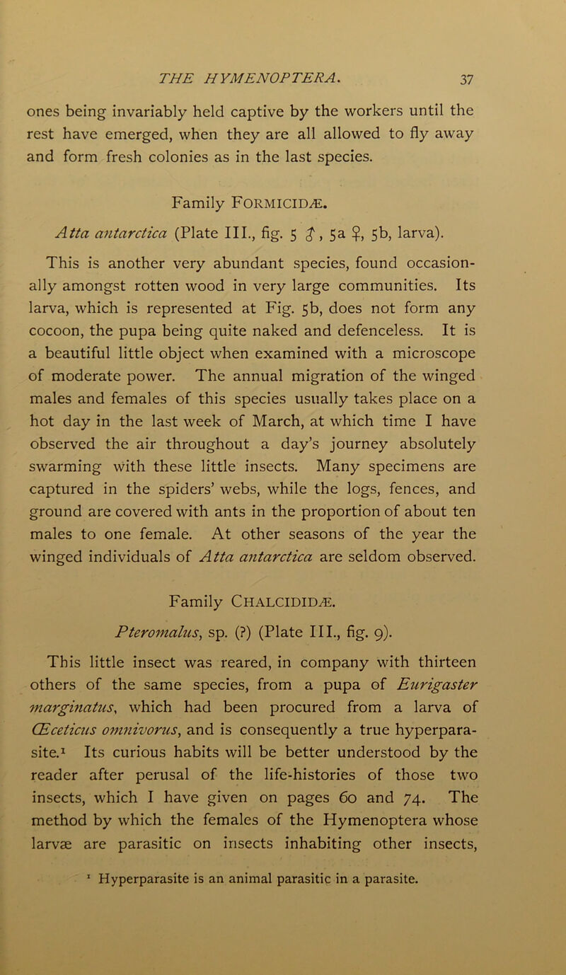 ones being invariably held captive by the workers until the rest have emerged, when they are all allowed to fly away and form fresh colonies as in the last species. Family FORMICID7E. Atta antarctica (Plate III., fig. 5 £, 5a $, 5b, larva). This is another very abundant species, found occasion- ally amongst rotten wood in very large communities. Its larva, which is represented at Fig. 5b, does not form any cocoon, the pupa being quite naked and defenceless. It is a beautiful little object when examined with a microscope of moderate power. The annual migration of the winged males and females of this species usually takes place on a hot day in the last week of March, at which time I have observed the air throughout a day’s journey absolutely swarming with these little insects. Many specimens are captured in the spiders’ webs, while the logs, fences, and ground are covered with ants in the proportion of about ten males to one female. At other seasons of the year the winged individuals of Atta antarctica are seldom observed. Family Chalcidid^e. Pteromalus, sp. (?) (Plate III., fig. 9). This little insect was reared, in company with thirteen others of the same species, from a pupa of Eurigaster marginatus, which had been procured from a larva of CEceticas omnivorus, and is consequently a true hyperpara- site.1 Its curious habits will be better understood by the reader after perusal of the life-histories of those two insects, which I have given on pages 60 and 74. The method by which the females of the Hymenoptera whose larvae are parasitic on insects inhabiting other insects, 1 Hyperparasite is an animal parasitic in a parasite.