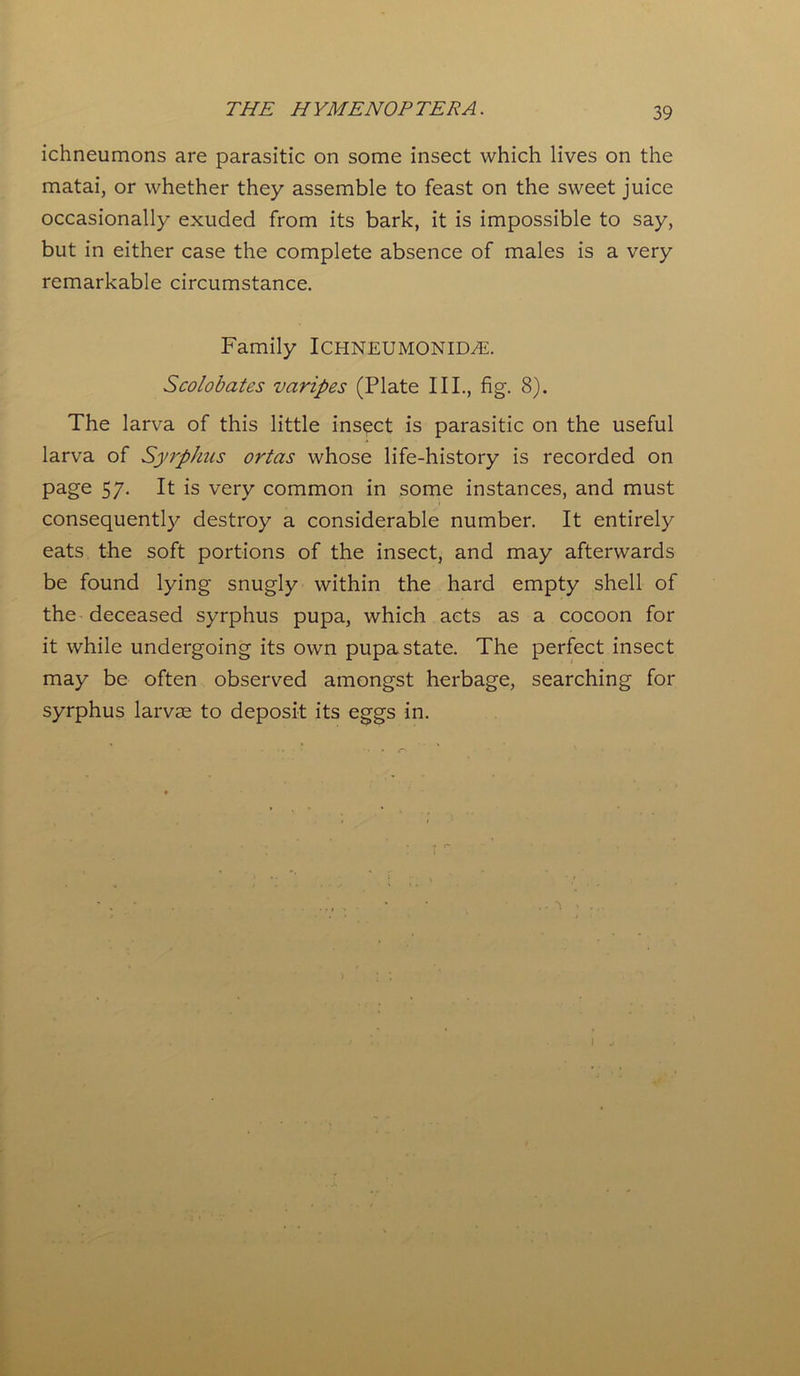 ichneumons are parasitic on some insect which lives on the matai, or whether they assemble to feast on the sweet juice occasionally exuded from its bark, it is impossible to say, but in either case the complete absence of males is a very remarkable circumstance. Family ICHNEUMONID^E. Scolobates vciripes (Plate III., fig. 8). The larva of this little insect is parasitic on the useful larva of Syrphus ortas whose life-history is recorded on page 57. It is very common in some instances, and must consequently destroy a considerable number. It entirely eats the soft portions of the insect, and may afterwards be found lying snugly within the hard empty shell of the deceased syrphus pupa, which acts as a cocoon for it while undergoing its own pupa state. The perfect insect may be often observed amongst herbage, searching for syrphus larvae to deposit its eggs in. 1