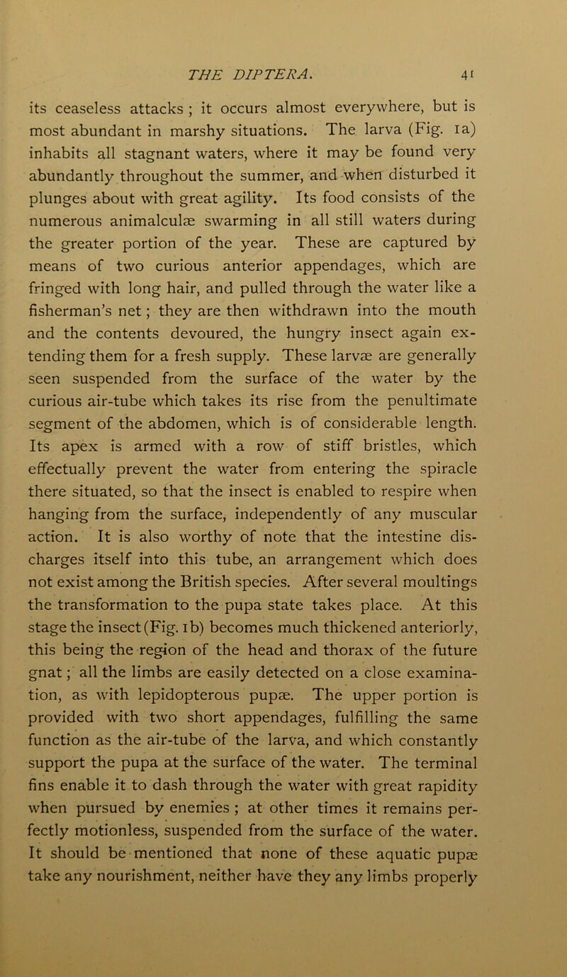 its ceaseless attacks ; it occurs almost everywhere, but is most abundant in marshy situations. The larva (Fig. ia) inhabits all stagnant waters, where it may be found very abundantly throughout the summer, and when disturbed it plunges about with great agility. Its food consists of the numerous animalculae swarming in all still waters during the greater portion of the year. These are captured by means of two curious anterior appendages, which are fringed with long hair, and pulled through the water like a fisherman’s net; they are then withdrawn into the mouth and the contents devoured, the hungry insect again ex- tending them for a fresh supply. These larvae are generally seen suspended from the surface of the water by the curious air-tube which takes its rise from the penultimate segment of the abdomen, which is of considerable length. Its apex is armed with a row of stiff bristles, which effectually prevent the water from entering the spiracle there situated, so that the insect is enabled to respire when hanging from the surface, independently of any muscular action. It is also worthy of note that the intestine dis- charges itself into this tube, an arrangement which does not exist among the British species. After several moultings the transformation to the pupa state takes place. At this stage the insect (Fig. ib) becomes much thickened anteriorly, this being the region of the head and thorax of the future gnat; all the limbs are easily detected on a close examina- tion, as with lepidopterous pupae. The upper portion is provided with two short appendages, fulfilling the same function as the air-tube of the larva, and which constantly support the pupa at the surface of the water. The terminal fins enable it to dash through the water with great rapidity when pursued by enemies ; at other times it remains per- fectly motionless, suspended from the surface of the water. It should be mentioned that none of these aquatic pupae take any nourishment, neither have they any limbs properly
