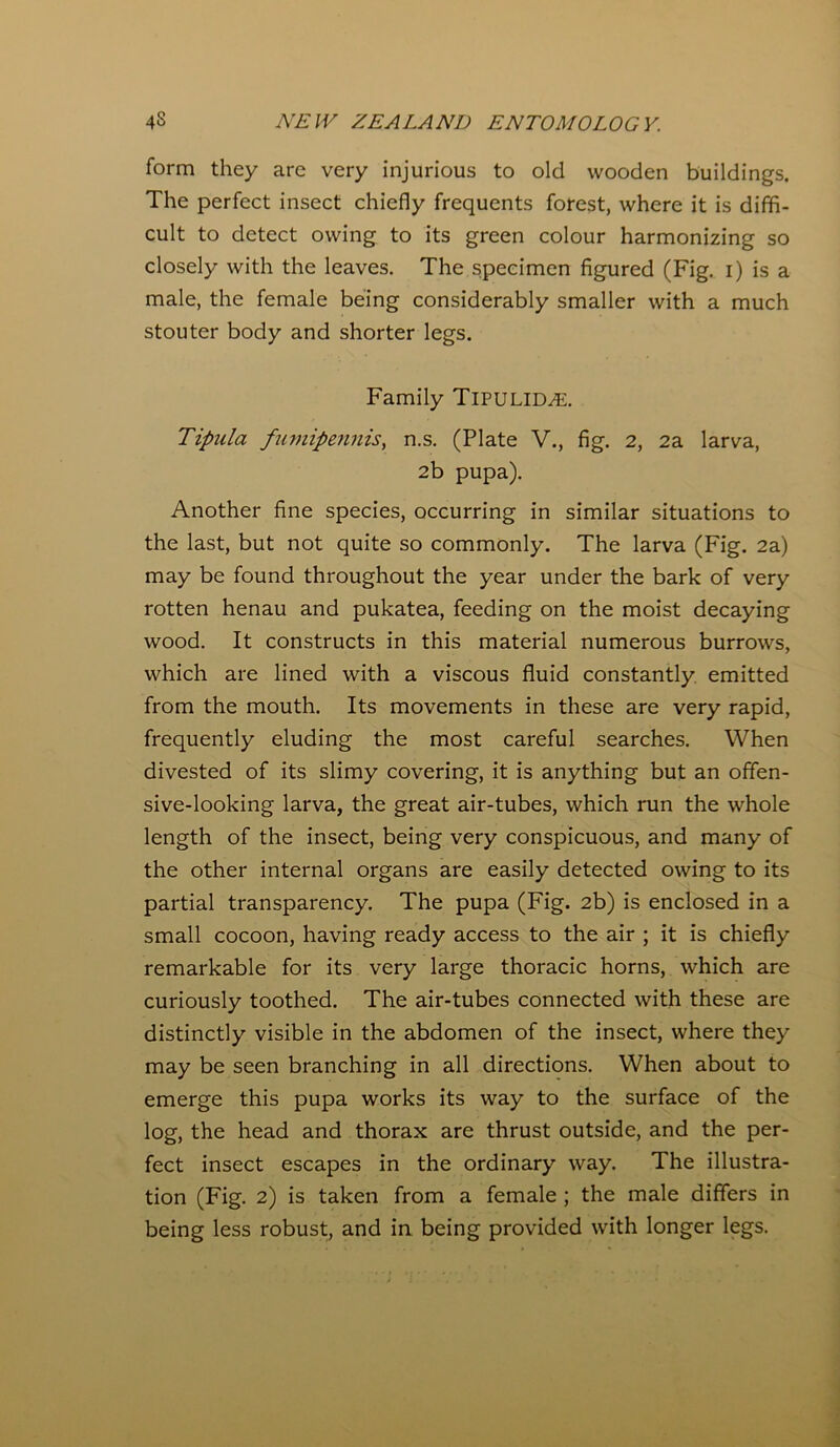 form they are very injurious to old wooden buildings. The perfect insect chiefly frequents forest, where it is diffi- cult to detect owing to its green colour harmonizing so closely with the leaves. The specimen figured (Fig. i) is a male, the female being considerably smaller with a much stouter body and shorter legs. Family TlPULID.#:. Tipula fumipennis, n.s. (Plate V., fig. 2, 2a larva, 2b pupa). Another fine species, occurring in similar situations to the last, but not quite so commonly. The larva (Fig. 2a) may be found throughout the year under the bark of very rotten henau and pukatea, feeding on the moist decaying wood. It constructs in this material numerous burrows, which are lined with a viscous fluid constantly emitted from the mouth. Its movements in these are very rapid, frequently eluding the most careful searches. When divested of its slimy covering, it is anything but an offen- sive-looking larva, the great air-tubes, which run the whole length of the insect, being very conspicuous, and many of the other internal organs are easily detected owing to its partial transparency. The pupa (Fig. 2b) is enclosed in a small cocoon, having ready access to the air ; it is chiefly remarkable for its very large thoracic horns, which are curiously toothed. The air-tubes connected with these are distinctly visible in the abdomen of the insect, where they may be seen branching in all directions. When about to emerge this pupa works its way to the surface of the log, the head and thorax are thrust outside, and the per- fect insect escapes in the ordinary way. The illustra- tion (Fig. 2) is taken from a female ; the male differs in being less robust, and in being provided with longer legs.