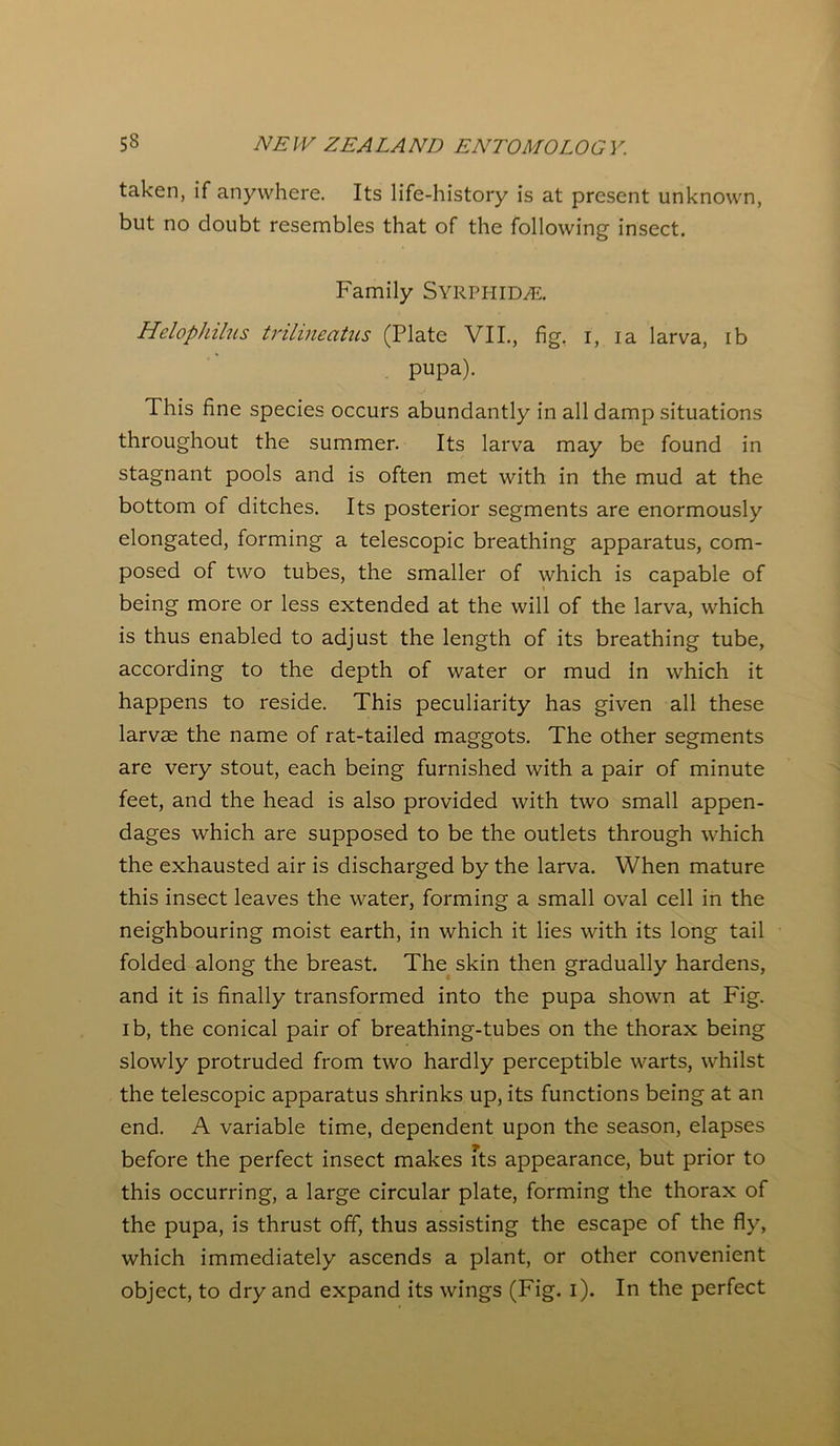 taken, if anywhere. Its life-history is at present unknown, but no doubt resembles that of the following insect. Family SYRPHID/E. Helophilus trilineatus (Plate VII., fig. i, ia larva, ib pupa). This fine species occurs abundantly in all damp situations throughout the summer. Its larva may be found in stagnant pools and is often met with in the mud at the bottom of ditches. Its posterior segments are enormously elongated, forming a telescopic breathing apparatus, com- posed of two tubes, the smaller of which is capable of being more or less extended at the will of the larva, which is thus enabled to adjust the length of its breathing tube, according to the depth of water or mud In which it happens to reside. This peculiarity has given all these larvae the name of rat-tailed maggots. The other segments are very stout, each being furnished with a pair of minute feet, and the head is also provided with two small appen- dages which are supposed to be the outlets through which the exhausted air is discharged by the larva. When mature this insect leaves the water, forming a small oval cell in the neighbouring moist earth, in which it lies with its long tail folded along the breast. The skin then gradually hardens, and it is finally transformed into the pupa shown at Fig. lb, the conical pair of breathing-tubes on the thorax being slowly protruded from two hardly perceptible warts, whilst the telescopic apparatus shrinks up, its functions being at an end. A variable time, dependent upon the season, elapses before the perfect insect makes its appearance, but prior to this occurring, a large circular plate, forming the thorax of the pupa, is thrust off, thus assisting the escape of the fly, which immediately ascends a plant, or other convenient object, to dry and expand its wings (Fig. i). In the perfect