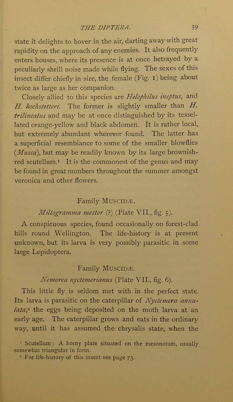 state it delights to hover in the air, darting away with great rapidity on the approach of any enemies. It also frequently enters houses, where its presence is at once betrayed by a peculiarly shrill noise made while flying. The sexes of this insect differ chiefly in size, the female (Fig. i) being about twice as large as her companion. Closely allied to this species are Helophilits ineptus, and H. hochstetteri. The former is slightly smaller than H. trilineatus and may be at once distinguished by its tessel- lated orange-yellow and black abdomen. It is rather local, but extremely abundant wherever found. The latter has a superficial resemblance to some of the smaller blowflies {Mused), but may be readily known by its large brownish- red scutellum.1 2 It is the commonest of the genus and may be found in great numbers throughout the summer amongst veronica and other flowers. Family MUSCID^:. Miltogramma mestor (?) (Plate VII., fig. 5). A conspicuous species, found occasionally on forest-clad hills round Wellington. The life-history is at present unknown, but its larva is very possibly parasitic in some large Lepidoptera. Family MUSCID^E. Nemoreo nyctemericinus (Plate VII., fig. 6). This little fly is seldom met with in the perfect state. Its larva is parasitic on the caterpillar of Nyctemera annu- latap the eggs being deposited on the moth larva at an early age. The caterpillar grows and eats in the ordinary way, until it has assumed the chrysalis state, when the 1 Scutellum : A horny plate situated on the mesonotum, usually somewhat triangular in form. 2 For life-history of this insect see page 73.