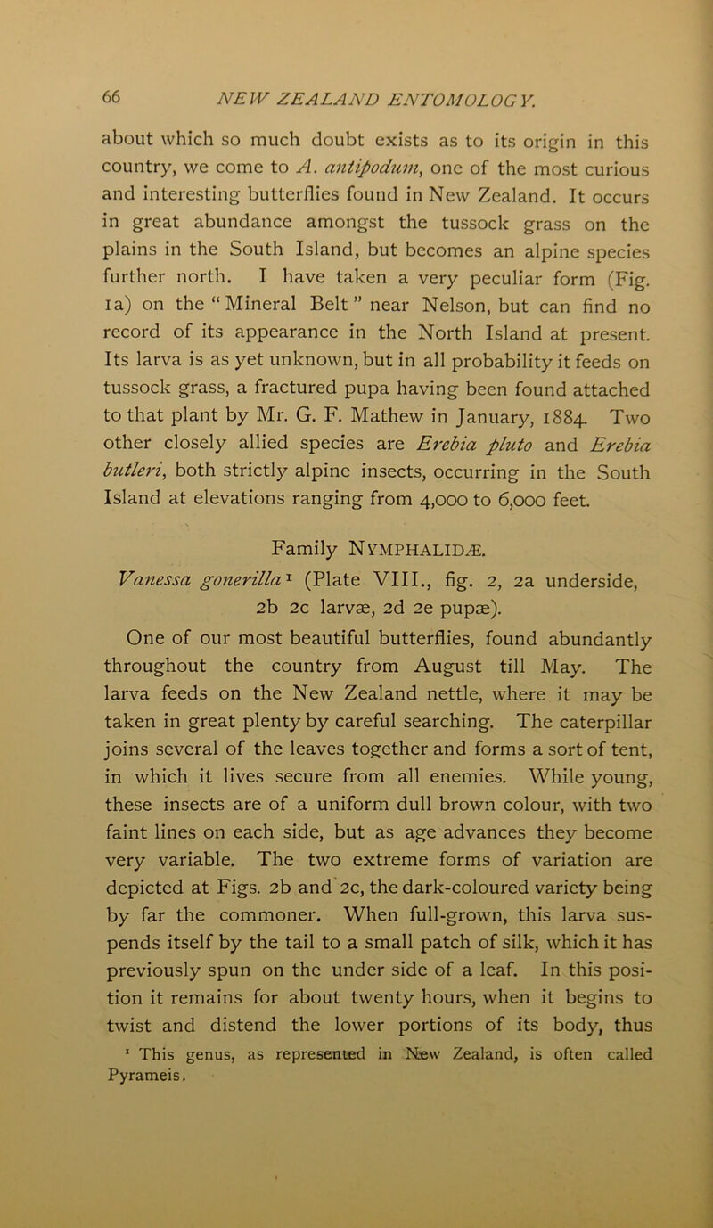about which so much doubt exists as to its origin in this country, we come to A. antipodum, one of the most curious and interesting butterflies found in New Zealand. It occurs in great abundance amongst the tussock grass on the plains in the South Island, but becomes an alpine species further north. I have taken a very peculiar form (Fig. ia) on the “ Mineral Belt ” near Nelson, but can find no record of its appearance in the North Island at present. Its larva is as yet unknown, but in all probability it feeds on tussock grass, a fractured pupa having been found attached to that plant by Mr. G. F. Mathew in January, 1884. Two other closely allied species are Erebia pluto and Erebia butleri, both strictly alpine insects, occurring in the South Island at elevations ranging from 4,000 to 6,000 feet. Family NYMPHALID^E. Vanessa gonerilla1 (Plate VIII., fig. 2, 2a underside, 2b 2c larvae, 2d 2e pupae). One of our most beautiful butterflies, found abundantly throughout the country from August till May. The larva feeds on the New Zealand nettle, where it may be taken in great plenty by careful searching. The caterpillar joins several of the leaves together and forms a sort of tent, in which it lives secure from all enemies. While young, these insects are of a uniform dull brown colour, with two faint lines on each side, but as age advances they become very variable. The two extreme forms of variation are depicted at Figs. 2b and 2c, the dark-coloured variety being by far the commoner. When full-grown, this larva sus- pends itself by the tail to a small patch of silk, which it has previously spun on the under side of a leaf. In this posi- tion it remains for about twenty hours, when it begins to twist and distend the lower portions of its body, thus 1 This genus, as represented in Efew Zealand, is often called Pyrameis.