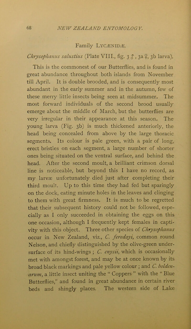 Family LYC/ENIEME. Chrysophanus salustius (Plate VIII., fig. 3 $ , 3a 3b larva). This is the commonest of our Butterflies, and is found in great abundance throughout both islands from November till April. It is double brooded, and is consequently most abundant in the early summer and in the autumn, few of these merry little insects being seen at midsummer. The most forward individuals of the second brood usually emerge about the middle of March, but the butterflies are very irregular in their appearance at this season. The young larva (Fig. 3b) is much thickened anteriorly, the head being concealed from above by the large thoracic segments. Its colour is pale green, with a pair of long, erect bristles on each segment, a large number of shorter ones being situated on the ventral surface, and behind the head. After the second moult, a brilliant crimson dorsal line is noticeable, but beyond this I have no record, as my larvae unfortunately died just after completing their third moult. Up to this time they had fed but sparingly on the dock, eating minute holes in the leaves and clinging to them with great firmness. It is much to be regretted that their subsequent history could not be followed, espe- cially as I only succeeded in obtaining the eggs on this one occasion, although I frequently kept females in capti- vity with this object. Three other species of Chrysophanus occur in New Zealand, viz., C. feredayi, common round Nelson, and chiefly distinguished by the olive-green under- surface of its hind-wings ; C. enysii, which is occasionally met with amongst forest, and may be at once known by its broad black markings and pale yellow colour ; and C. bolden- arum, a little insect uniting the “ Coppers ” with the “ Blue Butterflies,” and found in great abundance in certain river beds and shingly places. The western side of Lake