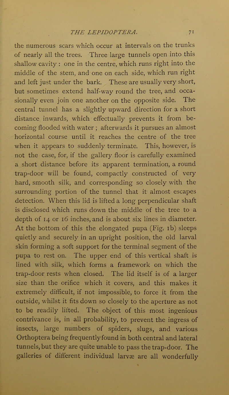 the numerous scars which occur at intervals on the trunks of nearly all the trees. Three large tunnels open into this shallow cavity : one in the centre, which runs right into the middle of the stem, and one on each side, which run right and left just under the bark. These are usually very short, but sometimes extend half-way round the tree, and occa- sionally even join one another on the opposite side. The central tunnel has a slightly upward direction for a short distance inwards, which effectually prevents it from be- coming flooded with water ; afterwards it pursues an almost horizontal course until it reaches the centre of the tree when it appears to suddenly terminate. This, however, is not the case, for, if the gallery floor is carefully examined a short distance before its apparent termination, a round trap-door will be found, compactly constructed of very hard, smooth silk, and corresponding so closely with the surrounding portion of the tunnel that it almost escapes detection. When this lid is lifted a long perpendicular shaft is disclosed which runs down the middle of the tree to a depth of 14 or 16 inches, and is about six lines in diameter. At the bottom of this the elongated pupa (Fig. ib) sleeps quietly and securely in an upright position, the old larval skin forming a soft support for the terminal segment of the pupa to rest on. The upper end of this vertical shaft is lined with silk, which forms a framework on which the trap-door rests when closed. The lid itself is of a larger size than the orifice which it covers, and this makes it extremely difficult, if not impossible, to force it from the outside, whilst it fits down so closely to the aperture as not to be readily lifted. The object of this most ingenious contrivance is, in all probability, to prevent the ingress of insects, large numbers of spiders, slugs, and various Orthoptera being frequently found in both central and lateral tunnels, but they are quite unable to pass the trap-door. The galleries of different individual larvae are all wonderfully