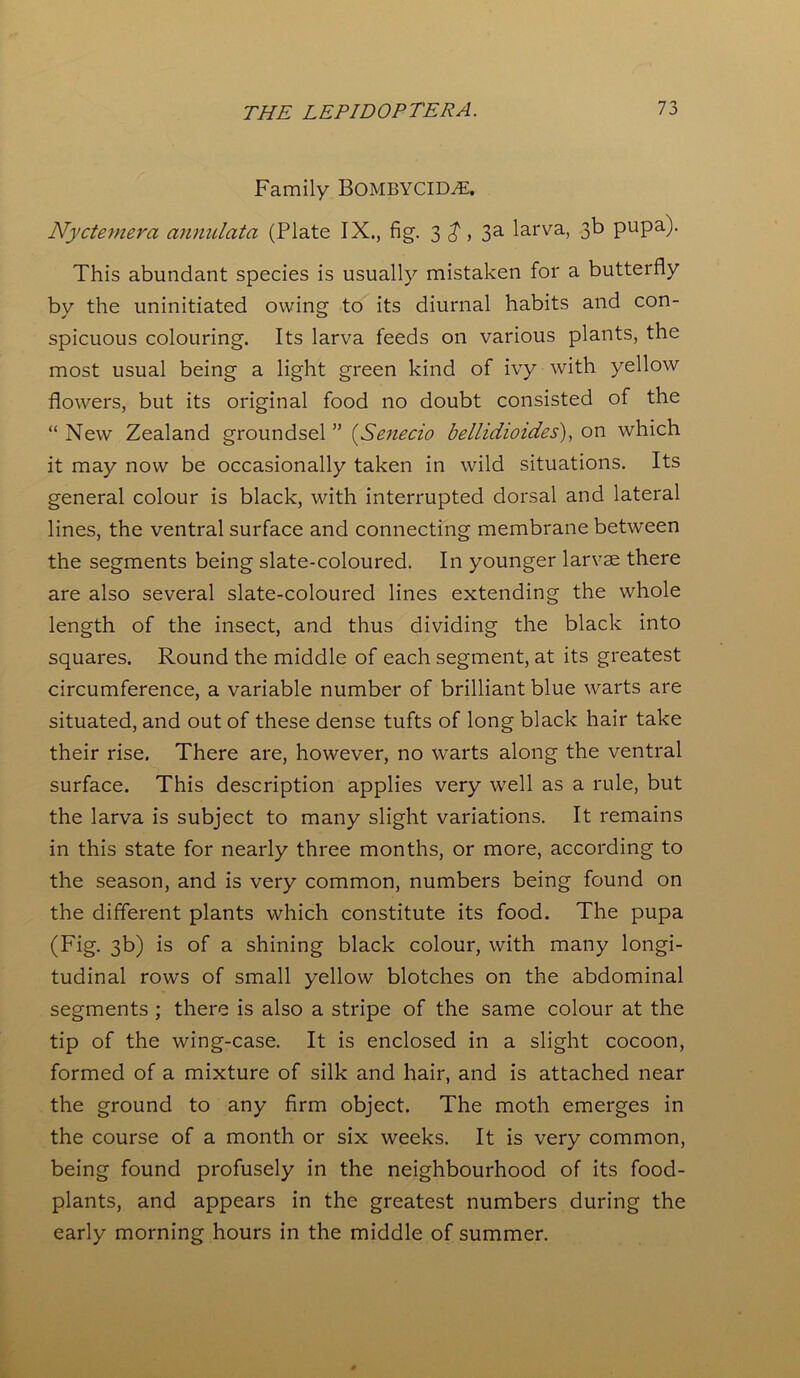Family BOMBYCIM. Nyctemera annulata (Plate IX., fig. 3 , 3a larva, 3b pupa). This abundant species is usually mistaken for a butterfly by the uninitiated owing to its diurnal habits and con- spicuous colouring. Its larva feeds on various plants, the most usual being a light green kind of ivy with yellow flowers, but its original food no doubt consisted of the “ New Zealand groundsel ” (Senecio bellidioides), on which it may now be occasionally taken in wild situations. Its general colour is black, with interrupted dorsal and lateral lines, the ventral surface and connecting membrane between the segments being slate-coloured. In younger larvae there are also several slate-coloured lines extending the whole length of the insect, and thus dividing the black into squares. Round the middle of each segment, at its greatest circumference, a variable number of brilliant blue warts are situated, and out of these dense tufts of long black hair take their rise. There are, however, no warts along the ventral surface. This description applies very well as a rule, but the larva is subject to many slight variations. It remains in this state for nearly three months, or more, according to the season, and is very common, numbers being found on the different plants which constitute its food. The pupa (Fig. 3b) is of a shining black colour, with many longi- tudinal rows of small yellow blotches on the abdominal segments ; there is also a stripe of the same colour at the tip of the wing-case. It is enclosed in a slight cocoon, formed of a mixture of silk and hair, and is attached near the ground to any firm object. The moth emerges in the course of a month or six weeks. It is very common, being found profusely in the neighbourhood of its food- plants, and appears in the greatest numbers during the early morning hours in the middle of summer.