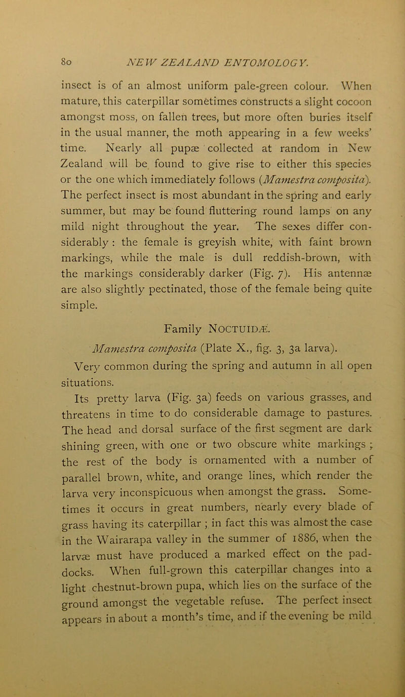 insect is of an almost uniform pale-green colour. When mature, this caterpillar sometimes constructs a slight cocoon amongst moss, on fallen trees, but more often buries itself in the usual manner, the moth appearing in a few weeks’ time. Nearly all pupae collected at random in New Zealand will be found to give rise to either this species or the one which immediately follows {Mcimestra composite!). The perfect insect is most abundant in the spring and early summer, but may be found fluttering round lamps on any mild night throughout the year. The sexes differ con- siderably : the female is greyish white, with faint brown markings, while the male is dull reddish-brown, with the markings considerably darker (Fig. 7). His antennae are also slightly pectinated, those of the female being quite simple. Family Noctuid^e. Mamestra composita (Plate X., fig. 3, 3a larva). Very common during the spring and autumn in all open situations. Its pretty larva (Fig. 3a) feeds on various grasses, and threatens in time to do considerable damage to pastures. The head and dorsal surface of the first segment are dark shining green, with one or two obscure white markings the rest of the body is ornamented with a number of parallel brown, white, and orange lines, which render the larva very inconspicuous when amongst the grass. Some- times it occurs in great numbers, nearly every blade of grass having its caterpillar ; in fact this was almost the case in the Wairarapa valley in the summer of 1886, when the larvae must have produced a marked effect on the pad- docks. When full-grown this caterpillar changes into a light chestnut-brown pupa, which lies on the surface of the ground amongst the vegetable refuse. The perfect insect appears in about a month’s time, and if the evening be mild