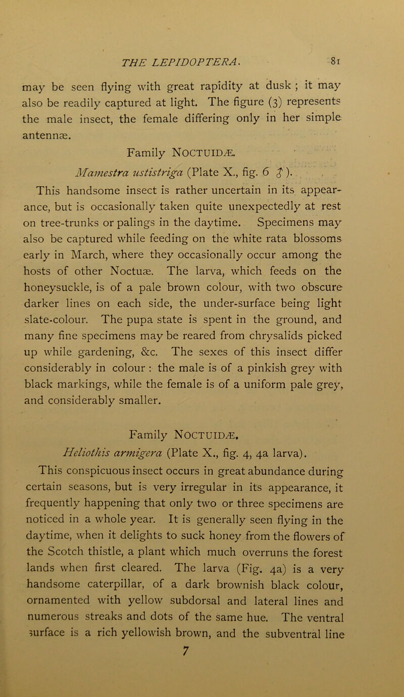 may be seen flying with great rapidity at dusk ; it may also be readily captured at light. The figure (3) represents the male insect, the female differing only in her simple antennae. Family NOCTUID.E. Mamestra ustistriga (Plate X., fig. 6 $ ). This handsome insect is rather uncertain in its appear- ance, but is occasionally taken quite unexpectedly at rest on tree-trunks or palings in the daytime. Specimens may also be captured while feeding on the white rata blossoms early in March, where they occasionally occur among the hosts of other Noctuae. The larva, which feeds on the honeysuckle, is of a pale brown colour, with two obscure darker lines on each side, the under-surface being light slate-colour. The pupa state is spent in the ground, and many fine specimens may be reared from chrysalids picked up while gardening, &c. The sexes of this insect differ considerably in colour : the male is of a pinkish grey with black markings, while the female is of a uniform pale grey, and considerably smaller. Family NOCTUID^E. Heliothis armigera (Plate X., fig. 4, 4a larva). This conspicuous insect occurs in great abundance during certain seasons, but is very irregular in its appearance, it frequently happening that only two or three specimens are noticed in a whole year. It is generally seen flying in the daytime, when it delights to suck honey from the flowers of the Scotch thistle, a plant which much overruns the forest lands when first cleared. The larva (Fig. 4a) is a very handsome caterpillar, of a dark brownish black colour, ornamented with yellow subdorsal and lateral lines and numerous streaks and dots of the same hue. The ventral surface is a rich yellowish brown, and the subventral line 7