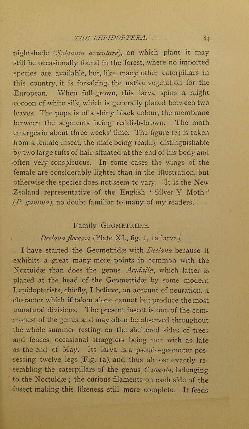 (nightshade („Solatium aviculare), on which plant it may ■still be occasionally found in the forest, where no imported species are available, but, like many other caterpillars in this country, it is forsaking the native vegetation for the European. When full-grown, this larva spins a slight ■cocoon of white silk, which is generally placed between two leaves. The pupa is of a shiny black colour, the membrane between the segments being reddish-brown. The moth emerges in about three weeks’ time. The figure (8) is taken from a female insect, the male being readily distinguishable by two large tufts of hair situated at the end of his body and -often very conspicuous. In some cases the wings of the female are considerably lighter than in the illustration, but otherwise the species does not seem to vary. It is the New Zealand representative of the English “ Silver Y Moth ” .(P. gamma), no doubt familiar to many of my readers. Family GEOMETRID,E. Declana Jioccosa (Plate XI., fig. 1, ia larva). I have started the Geometridae with Declana because it -exhibits a great many more points in common with the Noctuidae than does the genus Acidalia, which latter is placed at the head of the Geometridae by some modern Lepidopterists, chiefly, I believe, on account of neuration, a character which if taken alone cannot but produce the most unnatural divisions. The present insect is one of the com- monest of the genus, and may often be observed throughout the whole summer resting on the sheltered sides of trees and fences, occasional stragglers being met with as late as the end of May. Its larva is a pseudo-geometer pos- sessing twelve legs (Fig. ia), and thus almost exactly re- sembling the caterpillars of the genus Catocala, belonging to the Noctuidae ; the curious filaments on each side of the insect making this likeness still more complete. It feeds