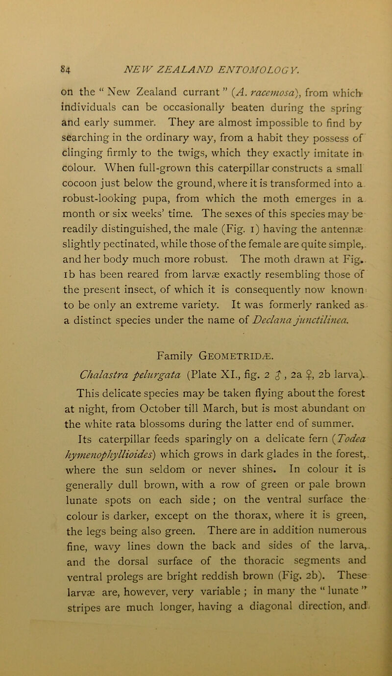 on the “ New Zealand currant” (A. racemosa), from which’ individuals can be occasionally beaten during the spring and early summer. They are almost impossible to find by searching in the ordinary way, from a habit they possess of clinging firmly to the twigs, which they exactly imitate in colour. When full-grown this caterpillar constructs a small cocoon just below the ground, where it is transformed into a robust-looking pupa, from which the moth emerges in a month or six weeks’ time. The sexes of this species may be readily distinguished, the male (Fig. i) having the antennae slightly pectinated, while those of the female are quite simple, and her body much more robust. The moth drawn at Fig. lb has been reared from larvae exactly resembling those of the present insect, of which it is consequently now known to be only an extreme variety. It was formerly ranked as a distinct species under the name of Declaim junctilinea. Family Geometric. Chalastra pelurgata (Plate XI., fig. 2 ^, 2a $, 2b larva). This delicate species may be taken flying about the forest at night, from October till March, but is most abundant on the white rata blossoms during the latter end of summer. Its caterpillar feeds sparingly on a delicate fern (Todea hymenophyllioides) which grows in dark glades in the forest,, where the sun seldom or never shines. In colour it is generally dull brown, with a row of green or pale brown lunate spots on each side; on the ventral surface the colour is darker, except on the thorax, where it is green, the legs being also green. There are in addition numerous fine, wavy lines down the back and sides of the larva,, and the dorsal surface of the thoracic segments and ventral prolegs are bright reddish brown (P'ig. 2b). These larvae are, however, very variable ; in many the “ lunate ” stripes are much longer, having a diagonal direction, and