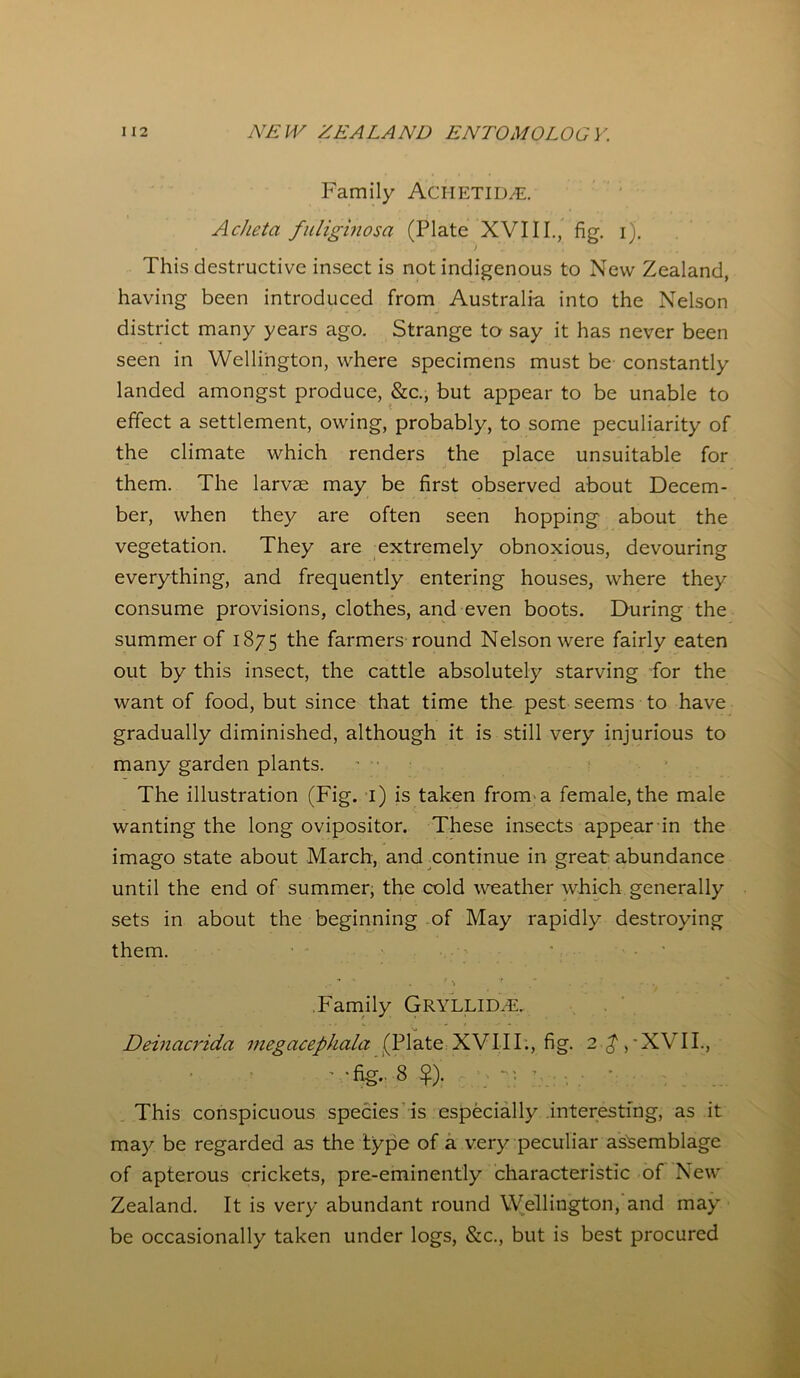 Family ACHETIM. Acheta fuliginosa (Plate XVIII., fig. i). This destructive insect is not indigenous to New Zealand, having been introduced from Australia into the Nelson district many years ago. Strange to say it has never been seen in Wellington, where specimens must be constantly landed amongst produce, &c., but appear to be unable to effect a settlement, owing, probably, to some peculiarity of the climate which renders the place unsuitable for them. The larvae may be first observed about Decem- ber, when they are often seen hopping about the vegetation. They are extremely obnoxious, devouring everything, and frequently entering houses, where they consume provisions, clothes, and even boots. During the summer of 1875 the farmers round Nelson were fairly eaten out by this insect, the cattle absolutely starving for the want of food, but since that time the pest seems to have gradually diminished, although it is still very injurious to many garden plants. The illustration (Fig. 1) is taken from a female, the male wanting the long ovipositor. These insects appear in the imago state about March, and continue in great abundance until the end of summer, the cold weather which generally sets in about the beginning of May rapidly destroying them. Family GRYLLID/E. Deinacrida megacephala (Plate XVIII., fig. 2 £,'XVII., ■ -fig. s ?). • ; ; This conspicuous species is especially interesting, as it may be regarded as the type of a very peculiar assemblage of apterous crickets, pre-eminently characteristic of New Zealand. It is very abundant round Wellington, and may be occasionally taken under logs, &c., but is best procured