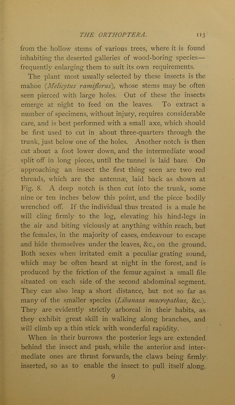 from the hollow stems of various trees, where it is found inhabiting the deserted galleries of wood-boring species— frequently enlarging them to suit its own requirements. The plant most usually selected by these insects is the mahoe (.Melicytus ramiflorus), whose stems may be often seen pierced with large holes. Out of these the insects emerge at night to feed on the leaves. To extract a number of specimens, without injury, requires considerable care, and is best performed with a small axe, which should be first used to cut in about three-quarters through the trunk, just below one of the holes. Another notch is then cut about a foot lower down, and the intermediate wood split off in long pieces, until the tunnel is laid bare. On approaching an insect the first thing seen are two red threads, which are the antennae, laid back as shown at Fig. 8. A deep notch is then cut into the trunk, some nine or ten inches below this point, and the piece bodily wrenched off. If the individual thus treated is a male he will cling firmly to the log, elevating his hind-legs in the air and biting viciously at anything within reach, but the females, in the majority of cases, endeavour to escape and hide themselves under the leaves, &c., on the ground. Both sexes when irritated emit a peculiar grating sound, which may be often heard at night in the forest, and is produced by the friction of the femur against a small file situated on each side of the second abdominal segment. They can also leap a short distance, but not so far as many of the smaller species (Libanasa viacropathus, &c.). They are evidently strictly arboreal in their habits, as they exhibit great skill in walking along branches, and will climb up a thin stick with wonderful rapidity. When in their burrows the posterior legs are extended behind the insect and push, while the anterior and inter- mediate ones are thrust forwards, the claws being firmly inserted, so as to enable the insect to pull itself along. 9