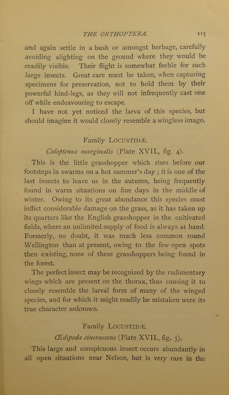•and again settle in a bush or amongst herbage, carefully avoiding alighting on the ground where they would be readily visible. Their flight is somewhat feeble for such .large insects. Great care must be taken, when capturing specimens for preservation, not to hold them by their powerful hind-legs, as they will not infrequently cast one off while endeavouring to escape. I have not yet noticed the larva of this species, but should imagine it would closely resemble a wingless imago. Family LOCUSTID^:. Caloptenus rnarginalis (Plate XVII., fig. 4). This is the little grasshopper which rises before our footsteps in swarms on a hot summer’s day ; it is one of the last insects to leave us in the autumn, being frequently found in warm situations on fine days in the middle of winter. Owing to its great abundance this species must inflict considerable damage on the grass, as it has taken up its quarters like the English grasshopper in the cultivated fields, where an unlimited supply of food is always at hand. Formerly, no doubt, it was much less common round Wellington than at present, owing to the few open spots then existing, none of these grasshoppers being found in the forest. The perfect insect may be recognized by the rudimentary wings which are present on the thorax, thus causing it to closely resemble the larval form of many of the winged species, and for which it might readily be mistaken were its true character unknown. Family LOCUSTID^E. Qddipoda cinerascens (Plate XVII., fig. 3). This large and conspicuous insect occurs abundantly in all open situations near Nelson, but is very rare in the