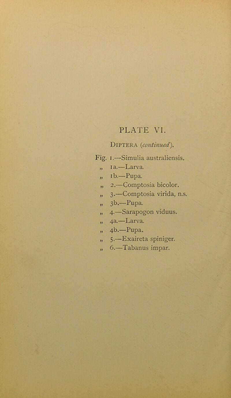 DlPTERA (continued). 1. —Simulia australiensis. I a.—Larva. ib.—Pupa. 2. —Comptosia bicolor. 3. —Comptosia virida, n.s. 3b.—Pupa. 4. —Sarapogon viduus. 4a.—Larva. 4b.—Pupa. 5. —Exaireta spiniger. 6. —Tabanus impar.