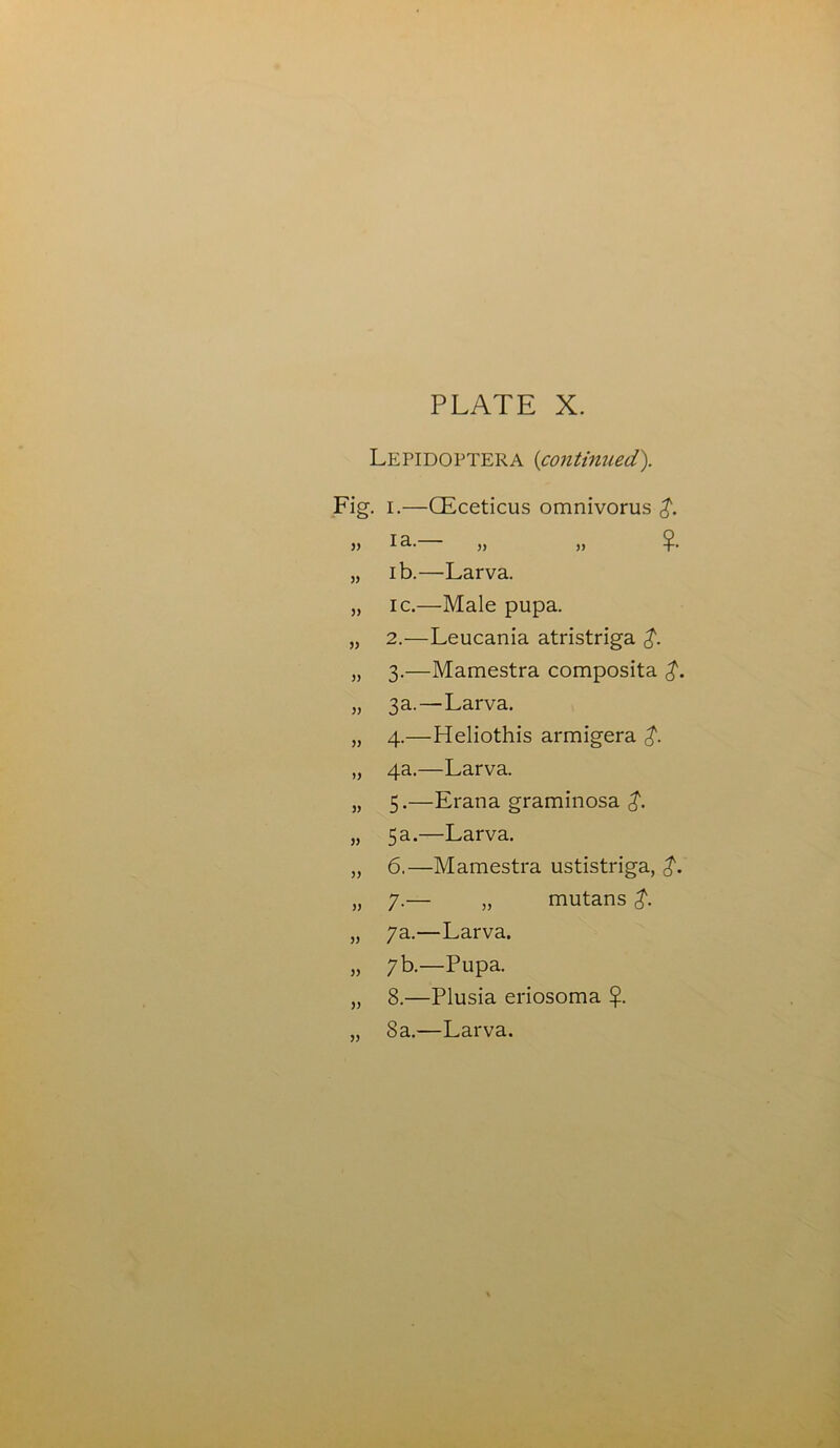 Lepidoptera (continued). Fig. i.—CEceticus omnivorus )> 13-- » » ?• „ ib.—Larva. „ ic.—Male pupa. „ 2.—Leucania atristriga £. „ 3.—Mamestra composita „ 3a. — Larva. „ 4.—Heliothis armigera „ 4a.—Larva. „ 5.—Erana graminosa „ 5 a.—Larva. „ 6.—Mamestra ustistriga, „ 7-— „ mutans $. „ 7a.—Larva. » 7b.—Pupa. „ 8.—Plusia eriosoma „ 8a.—Larva.