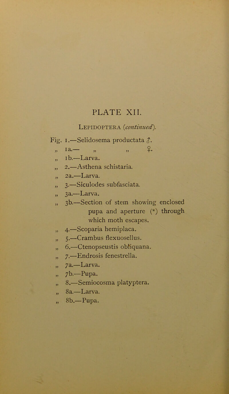 LEPIDOPTERA (continued). 1. —Selidosema productata ia. ,, ,, ¥• ib. —Larva. 2. —Asthena schistaria. 2a.—Larva. 3. —Siculodes subfasciata. 3a.—Larva. 3b.—Section of stem showing enclosed pupa and aperture (*) through which moth escapes. 4. —Scoparia hemiplaca. 5. —Crambus flexuosellus. 6. —Ctenopseustis obliquana. 7. —Endrosis fenestrella. 7a.—Larva. 7b.—Pupa. 8. —Semiocosma platyptera. 8a.—Larva. 8b.—Pupa.