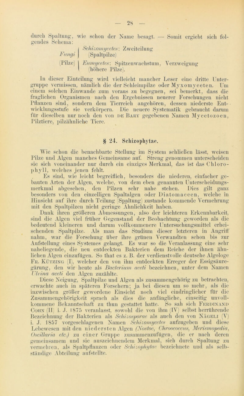 Fungi (Pilze durch Spaltung, wie schon der Name besagt. —* Somit ergiebt sich fol- gendes Schema: Schizomycetes: Zweiteilung (Spaltpilze) Eumycetes: Spitzenwachstum, Verzweigung (höhere Pilze). In dieser Einteilung wird vielleicht mancher Leser eine dritte Unter- nippe vermissen, nämlich die der Schleimpilze oder Myxomyceten. Um einem solchen Einwande zum voraus zu begegnen, sei bemerkt, dass die fraglichen Organismen nach den Ergebnissen neuerer Forschungen nicht Pflanzen sind, sondern dem Tierreich angehören, dessen niederste Ent- wicklungsstufe sie verkörpern. Die neuere Systematik gebraucht darum für dieselben nur noch den von de Bary gegebenen Namen Mycetozoen, Pilztiere, pilzähnliche Tiere. <r § 24. Schizophytae. Wie schon die benachbarte Stellung im System schließen lässt, weisen Pilze und Algen manches Gemeinsame auf. Streng genommen unterscheiden sie sich voneinander nur durch ein einziges Merkmal, das ist das Chloro- phyll, welches jenen fehlt. Es sind, wie leicht begreiflich, besonders die niederen, einfacher ge- bauten Arten der Algen, welche, von dem eben genannten Unterscheidungs- merkmal abgesehen, den Pilzen sehr nahe stehen. Dies gilt ganz besonders von den einzelligen Spaltalgen oder Diatomaceen, welche in Hinsicht auf ihre durch Teilung (Spaltung) zustande kommende Vermehrung mit den Spaltpilzen nicht geringe Ähnlichkeit haben. Dank ihren größeren Abmessungen, also der leichteren Erkennbarkeit, sind die Algen viel früher Gegenstand der Beobachtung geworden als die bedeutend kleineren und darum vollkommenere Untersuchungsmittel erhei- schenden Spaltpilze. Als man das Studium dieser letzteren in Angriff nahm, war die Forschung über ihre grünen Verwandten schon bis zur Aufstellung eines Systemes gelangt. Es war so die Veranlassung eine sehr naheliegende, die neu entdeckten Bakterien dem Reiche der ihnen ähn- lichen Algen einzufügen. So that es z. B. der verdienstvolle deutsche Algologe Fr. Kützing (I), welcher den von ihm entdeckten Erreger der Essigsäure- gärung, den wir heute als Bacterium ciceti bezeichnen, unter dem Namen (Irina aceti den Algen zuzählte. Diese Neigung, Spaltpilze und Algen als zusammengehörig zu betrachten, erwachte auch in späteren Forschern; ja bei diesen um so mehr, als die inzwischen größer gewordene Einsicht noch viel eindringlicher für die Zusammengehörigkeit sprach als dies die anfängliche, einseitig unvoll- kommene Bekanntschaft zu thun gestattet hatte. So sali sich Ferdinand Coiin (II i. J. 1875 veranlasst, sowohl die von ihm (IV) selbst herrührende Bezeichnung der Bakterien als Schixosporae als auch den von Nägeli (V) i. J. 1857 vorgeschlagenen Namen Schizomycetes aufzugeben und diese Lebewesen mit den niedersten Algen (Fostoc, Ghroococcus, Merismopedia, Oscillaria etc.) zu einer Gruppe zusammenzufügen, die er nach deren gemeinsamem und sie auszeichnendem Merkmal, sich durch Spaltung zu vermehren, als Spaltpflanzen oder Schixoph gtae bezeiehnete und als selb- ständige Abteilung aufstellte.