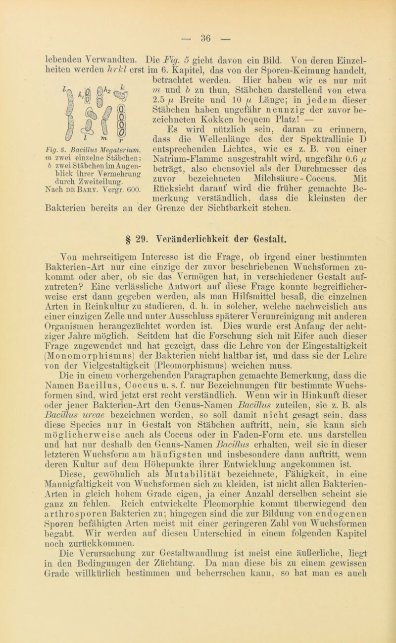 lebenden Verwandten. Die Fig. 5 giebt davon ein Bild. Von deren Einzel- heiten werden hrkl erst im 6. Kapitel, das von der Sporen-Keimung handelt, betrachtet werden, liier haben wir es nur mit m und b zu tliun, Stäbchen darstellend von etwa 2.5 g Breite und 10 g Länge; in jedem dieser Stäbchen haben ungefähr neunzig der zuvor be- zeichneten Kokken bequem Platz! — Es wird nützlich sein, daran zu erinnern, dass die Wellenlänge des der Spektrallinie D entsprechenden Lichtes, wie es z. B. von einer Natrium-Flamme ausgestrahlt wird, ungefähr 0.6 g beträgt, also ebensoviel als der Durchmesser des zuvor bezeiclmeten Milchsäure - Coccus. Mit Bück sicht darauf wird die früher gemachte Be- merkung verständlich, dass die kleinsten der Bakterien bereits an der Grenze der Sichtbarkeit stehen. Fig. 5. Bacillus Megaterium. m zwei einzelne Stäbchen; b zwei Stäbchen im Augen- blick ihrer Vermehrung- durch Zweiteilung-. Nach de Bauy. Verg-r. 600. § 29. Veränderlichkeit der Gestalt. Von mehrseitigem Interesse ist die Frage, ob irgend einer bestimmten Bakterien-Art nur eine einzige der zuvor beschriebenen Wuchsformen zu- kommt oder aber, ob sie das Vermögen hat, in verschiedener Gestalt auf- zutreten? Eine verlässliche Antwort auf diese Frage konnte begreiflicher- weise erst dann gegeben werden, als man Hilfsmittel besaß, die einzelnen Arten in Reinkultur zu studieren, d. h. in solcher, welche nachweislich aus einer einzigen Zelle und unter Ausschluss späterer Verunreinigung mit anderen Organismen herangezüchtet worden ist. Dies wurde erst Anfang der acht- ziger Jahre möglich. Seitdem hat die Forschung sich mit Eifer auch dieser Frage zugewendet und hat gezeigt, dass die Lehre von der Eingestaltigkeit (Monomorphismus) der Bakterien nicht haltbar ist, und dass sie der Lehre von der Vielgestaltigkeit (Pleomorphismus) weichen muss. Die in einem vorhergehenden Paragraphen gemachte Bemerkung, dass die Namen Bacillus, Coccus u. s. f. nur Bezeichnungen für bestimmte Wuchs- formen sind, wird jetzt erst recht verständlich. Wenn wir in Hinkunft dieser oder jener Bakterien-Art den Genus-Namen Bacillus zuteilen, sie z. B. als Bacillus ureae bezeichnen werden, so soll damit nicht gesagt sein, dass diese Species nur in Gestalt von Stäbchen auftritt, nein, sie kann sich möglicherweise auch als Coccus oder in Faden-Form etc. uns darstellen und hat nur deshalb den Genus-Namen Bacillus erhalten, weil sie in dieser letzteren Wuchsform am häufigsten und insbesondere dann auftritt, wenn deren Kultur auf dem Höhepunkte ihrer Entwicklung angekommen ist. Diese, gewöhnlich als Mutabilität bezeichnete, Fähigkeit, in eine Mannigfaltigkeit von Wuchsformen sich zu kleiden, ist nicht allen Bakterien- Arten in gleich hohem Grade eigen, ja einer Anzahl derselben scheint sie ganz zu fehlen. Reich entwickelte Pleomorphie kommt überwiegend den arthrosporen Bakterien zu; hingegen sind die zur Bildung von endogenen Sporen befähigten Arten meist mit einer geringeren Zahl von Wuchsformen begabt. Wir werden auf diesen Unterschied in einem folgenden Kapitel noch zurückkommen. Die Verursachung zur Gestaltwandlung ist meist eine äußerliche, liegt in den Bedingungen der Züchtung. Da man diese bis zu einem gewissen Grade willkürlich bestimmen und beherrschen kann, so hat man es auch