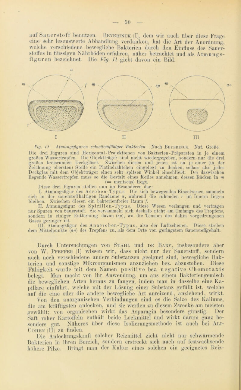 aut Sauerstott benutzen. Beyerinck (I), dem wir auch über diese Frage eine sehr lesenswerte Abhandlung verdanken, hat die Art der Anordnung, welche verschiedene bewegliche Bakterien durch den Einfluss des Sauer- stoffes in flüssigen Nährböden erfahren, näher betrachtet und als Atmungs- figuren bezeichnet. Die Fig. 11 giebt davon ein Bild. a m I II III Fig. //. Atmungsfiguren schwärmfähiger Bakterien. Nach Beyerinck. Nat. Größe. Die drei Figuren sind Ftorizontal-Projektionen von Bakterien-Präparaten in je einem großen Wassertropfen. Die Objektträger sind nicht wiedergegeben, sondern nur die drei großen kreisrunden Deckgläser. Zwischen diesen und jenen ist an je einer (in der Zeichnung obersten) Stelle ein Platindrähtchen eingelegt zu denken, sodass also jedes Deckglas mit dem Objektträger einen sehr spitzen Winkel einschließt. Der dazwischen liegende Wassertropfen muss so die Gestalt eines Keiles annehmen, dessen Bücken in m (= meniscus) liegt. Diese drei Figuren stellen nun im Besonderen dar: I. Atmungsfigur des Aerob en-Xypus. Die sich bewegenden Einzelwesen sammeln sich in der sauerstoffhaltigen Eandzone a, während die ruhenden r im Innern liegen bleiben. Zwischen diesen ein bakterienfreier Baum /'. II. Atmungsfigur des Spirillen-Typus. Diese Wesen verlangen und vertragen nur Spuren von Sauerstoff'. Sic versammeln sich deshalb nicht am Umfange des Tropfens, sondern in einiger Entfernung davon (5p), wo die Tension des dahin vorgedrungenen Gases geringer ist. III. Atmungsfigur des Anacroben-Typus, also der Luftscheuen. Diese streben dem Mittelpunkte (an) des Tropfens zu, als dem Orte von geringstem Sauerstoffgehalt. Durch Untersuchungen von Stahl und de Bary, insbesondere aber von W. Pfeffer (I) wissen wir, dass nicht nur der Sauerstoff, sondern auch nocli verschiedene andere Substanzen geeignet sind, bewegliche Bak- terien und sonstige Mikroorganismen anzuziehen bez. abzustoßen. Diese Fähigkeit wurde mit dem Namen positive bez. negative Chemotaxis belegt. Man macht von ihr Anwendung, um aus einem Bakteriengemisch die beweglichen Arten heraus zu fangen, indem man in dasselbe eine Ka- pillare einführt, welche mit der Lösung einer Substanz gefüllt ist, welche auf die eine oder die andere bewegliche Art anreizend, anziehend, wirkt. Von den anorganischen Verbindungen sind es die Salze des Kaliums, die am kräftigsten anlocken, und sie werden zu diesem Zwecke am meisten gewählt; von organischen wirkt das Asparagin besonders günstig. Der Saft roher Kartoffeln enthält beide Lockmittel und wirkt darum ganz be- sonders gut. Näheres über diese Isolierungsmethode ist auch bei Ali- Cohen (II) zu finden. Die Anlockungskraft solcher Reizmittel zieht nicht nur schwärmende Bakterien in ihren Bereich, sondern erstreckt sich auch auf festwachsende höhere Pilze. Bringt man der Kultur eines solchen ein geeignetes Reiz- an
