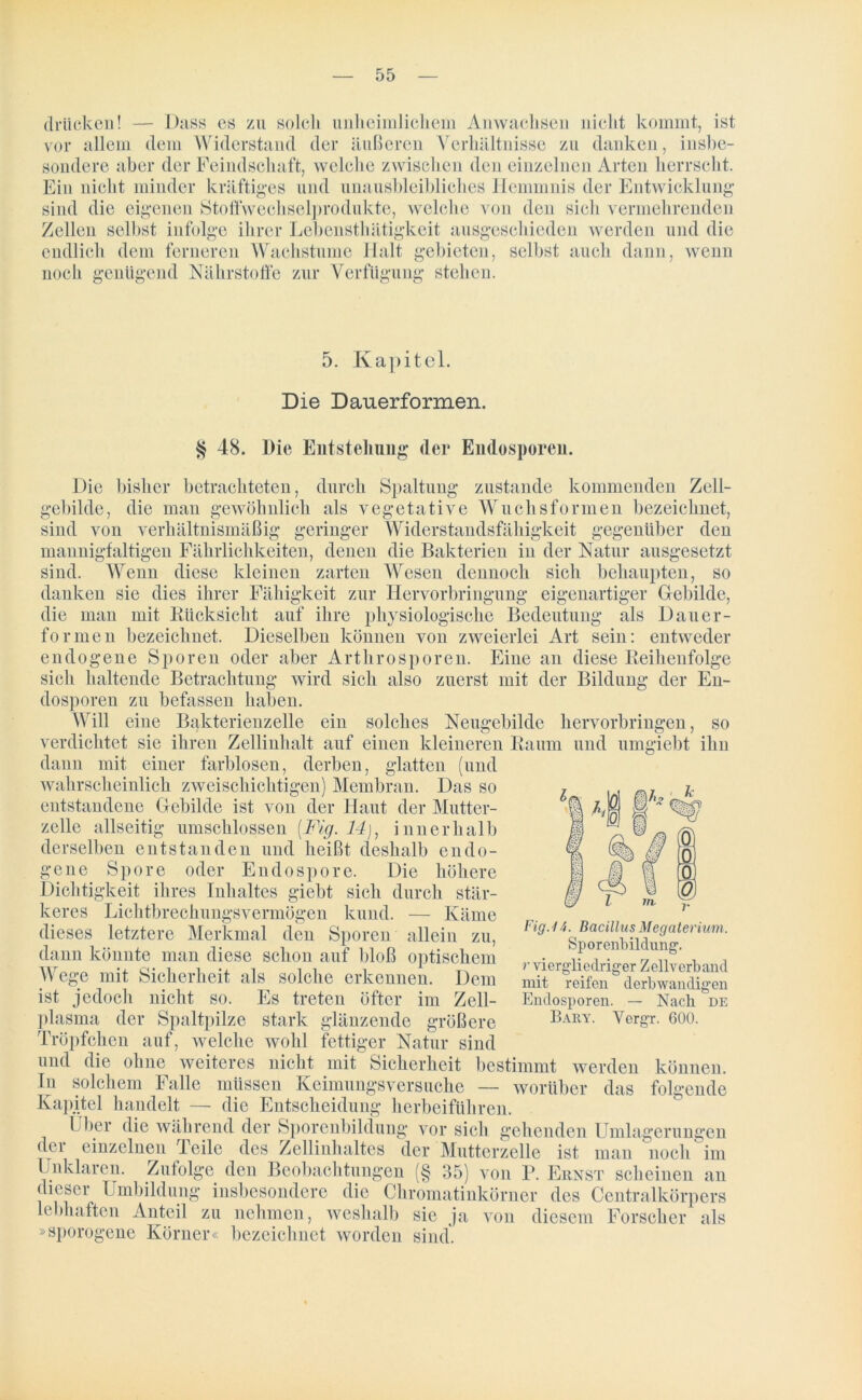 drücken! — Dass es zu solch unheimlichem Anwachsen nicht kommt, ist vor allem dem Widerstand der äußeren Verhältnisse zu danken, insbe- sondere aber der Feindschaft, welche zwischen den einzelnen Arten herrscht. Ein nicht minder kräftiges und unausbleibliches Hemmnis der Entwicklung- sind die eigenen Stoffwechselprodukte, welche von den sich vermehrenden Zellen selbst infolge ihrer Lebensthätigkeit ausgeschieden werden und die endlich dem ferneren Wachstume Halt gebieten, selbst auch dann, wenn noch genügend Nährstoffe zur Verfügung stehen. 5. Kapitel. Die Dauerformen. § 48. Die Entstellung der Endosporen. Die bisher betrachteten, durch Spaltung zustande kommenden Zell- gebilde, die man gewöhnlich als vegetative Wuchsformen bezeichnet, sind von verhältnismäßig geringer Widerstandsfähigkeit gegenüber den mannigfaltigen Fährlichkeiten, denen die Bakterien in der Natur ausgesetzt sind. Wenn diese kleinen zarten Wesen dennoch sich behaupten, so danken sie dies ihrer Fähigkeit zur Hervorbringung eigenartiger Gebilde, die man mit Rücksicht auf ihre physiologische Bedeutung als Dauer- formen bezeichnet. Dieselben können von zweierlei Art sein: entweder endogene Sporen oder aber Arthrosporen. Eine an diese Reihenfolge sich haltende Betrachtung wird sich also zuerst mit der Bildung der En- dosporen zu befassen haben. Will eine Bakterienzelle ein solches Neugebilde hervorbringen, so verdichtet sie ihren Zellinhalt auf einen kleineren Raum und umgiebt ihn dann mit einer farblosen, derben, glatten (und wahrscheinlich zweischichtigen) Membran. Das so entstandene Gebilde ist von der Haut der Mutter- zelle allseitig umschlossen [Fig. 14), innerhalb derselben entstanden und heißt deshalb endo- gene Spore oder Endospore. Die höhere Dichtigkeit ihres Inhaltes giebt sich durch stär- keres Lichtbrechungsvermögen kund. — Käme dieses letztere Merkmal den Sporen allein zu, dann könnte man diese schon auf bloß optischem Wege mit Sicherheit als solche erkennen. Dem ist jedoch nicht so. Es treten öfter im Zell- plasma der Spaltpilze stark glänzende größere Tröpfchen auf, welche wohl fettiger Natur sind und die ohne weiteres nicht mit Sicherheit bestimmt werden können. In solchem Falle müssen Keimungsversuche — worüber das folgende Kapitel handelt — die Entscheidung herbeiführen. Über die während der Sporenbildung vor sich gehenden Umlagerungen der einzelnen Teile des Zellinhaltes der Mutterzelle ist man noch im Unklaren. Zufolge den Beobachtungen (§ 35) von P. Ernst scheinen an dieser Umbildung insbesondere die Chromatinkörner des Centralkörpers lebhaften Anteil zu nehmen, weshalb sie ja von diesem Forscher als »sporogene Körner« bezeichnet worden sind. Fig. 14. Bacillus Megaterium. Sporcnbildung. r viergliedriger Zellverband mit reifen derbwandigen Endosporen. — Nach de Bary. Yergr. 600.