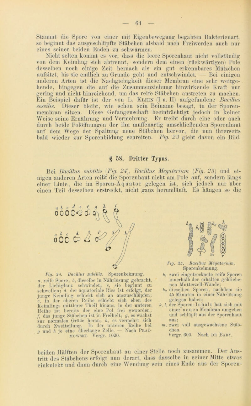 Stammt die Spore von einer mit Eigenbewegung begabten Bakterienart, so beginnt das ausgescliltipfte Stäbchen alsbald nach Freiwerden auch nur eines seiner beiden Enden zu schwärmen. Nicht selten kommt es vor, dass die leere Sporenhaut nicht vollständig von dem Keimling sich abtrennt, sondern dem einen (rückwärtigen) Pole desselben noch einige Zeit hernach als ein gut erkennbares Mätzchen aufsitzt, bis sie endlich zu Grunde geht und entschwindet. — Bei einigen anderen Arten ist die Nachgiebigkeit dieser Membran eine sehr weitge- hende, hingegen die auf die Zusammenziehung hinwirkende Kraft nur gering und nicht hinreichend, um das reife Stäbchen austreten zu machen. Ein Beispiel dafür ist der von L. Klein (I u. II) aufgefundene Bacillus sessilis. Dieser bleibt, wie schon sein Beiname besagt, in der Sporen- membran sitzen. Diese Gefangenschaft beeinträchtigt jedoch in keiner Weise seine Ernährung und Vermehrung. Er treibt durch eine oder auch durch beide Polöffnungen der ihn muffenartig umschließenden Sporenhaut auf dem Wege der Spaltung neue Stäbchen hervor, die nun ihrerseits bald wieder zur Sporenbildung schreiten. Fig. 23 giebt davon ein Bild. § 58. Dritter Typus. Bei Bacillus subtilis [Fig. 24), Bacillus Megaterium [Fig. 25) und ei- nigen anderen Arten reißt die. Sporenhaut nicht am Pole auf, sondern längs einer Linie, die im Sporen-Aquator gelegen ist, sich jedoch nur über einen Teil desselben erstreckt, nicht ganz herumläuft. Es hängen so die Fig. 24. Bacillus subtilis. Sporenkeimung. a, reife Spore; b, dieselbe in Nährlösung gebracht, der Lichtglanz schwindet; c, sie beginnt zu schwellen; d, der äquatoriale Eiss ist erfolgt, der junge Keimling schickt sich an auszuschlüpfen; e, in der oberen Keilie schiebt sich eben des Keimlings mittlerer Theil hinaus, in der unteren Eeihe ist bereits der eine Pol frei geworden; /', das junge Stäbchen ist in Freiheit; g, es Avächst zur normalen Größe heran; h, es vermehrt sich durch Zweiteilung. In der unteren Eeihe bei g und h je eine überlange Zelle. — Nach Praz- MOWSKI. Vergr. 1020. Fig. 25. Bacillus Megaterium. Sporenkeimung. h\ zwei eingetrocknete reife Sporen innerhalb der erhalten gebliebe- nen Mutterzell-Wände; h-2 dieselben Sporen, nachdem sie 45 Minuten in einer Nährlösung gelegen haben; I, der Sporen-Inhalt hat sich mit einer neuen Membran umgeben und schlüpft aus der Sporenhaut aus; m, zwei voll ausgewachsene Stäb- chen. Vergr. G00. Nach de Bary. beiden Hälften der Sporenhaut an einer Stelle noch zusammen. Der Aus- tritt des Stäbchens erfolgt nun derart, dass dasselbe in seiner Mitte etwas einknickt und dann durch eine Wendung sein eines Ende aus der Sporen-