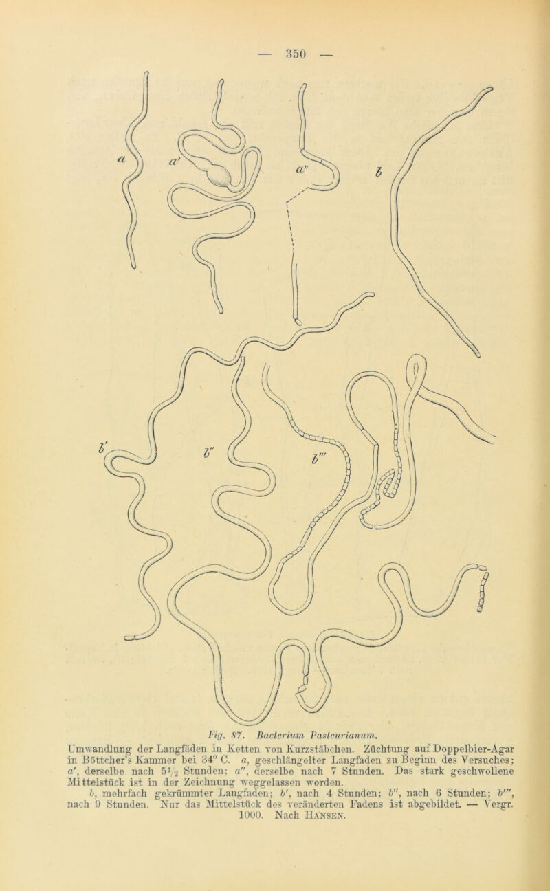 Fig. 87. Bacterium Pasteurianum. Umwandlung der Langfäden in Ketten von Kurz Stäbchen. Züchtung auf Doppelbier-Agar in Böttchers Kammer bei 34° C. a, geschlängelter Langfaden zu Beginn des Versuches; a', derselbe nach ö1/^ Stunden; a, derselbe nach 7 Stunden. Das stark geschwollene Mittelstück ist in der Zeichnung weggelassen worden. b, mehrfach gekrümmter Langfaden; b', nach 4 Stunden; b, nach G Stunden; b', nach 9 Stunden. Nur das Mittelstück des veränderten Fadens ist abgebildet. — Vergr. 1000. Nach Hansen.