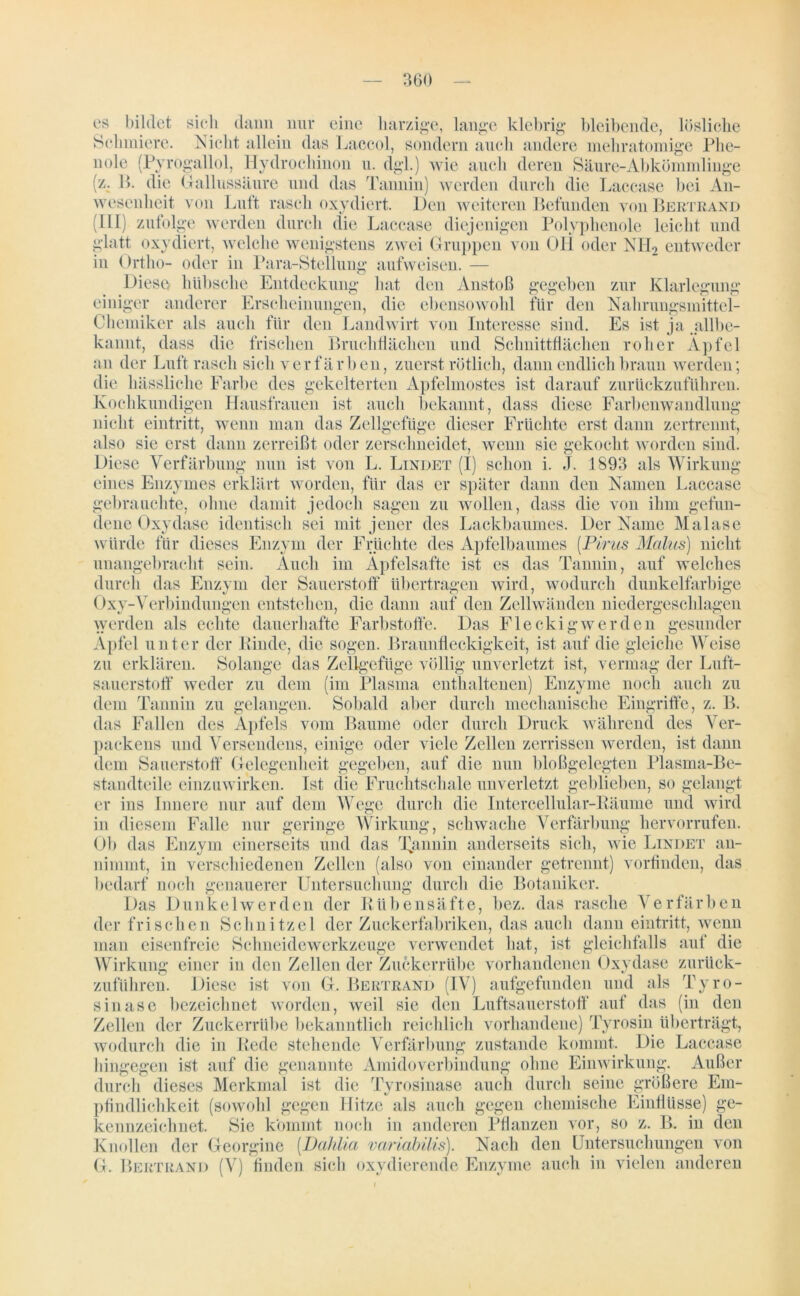 es bildet sich dann nur eine harzige, lange klebrig bleibende, lösliche Schmiere. Nicht allein das Laccol, sondern auch andere mehratomige Phe- nole (Pyrogallol, Hydrochinon u. dgl.) wie auch deren Säure-Abkömmlinge (z. B. die Gallussäure und das Tannin) werden durch die Laccase bei An- wesenheit von Luft rasch oxydiert. Den weiteren Befunden von Bertrand (III) zufolge werden durch die Laccase diejenigen Polyphenole leicht und glatt oxydiert, welche wenigstens zwei Gruppen von Üii oder NH2 entweder in Ortho- oder in Para-Stellung aufweisen. — Diese hübsche Entdeckung hat den Anstoß gegeben zur Klarlegung einiger anderer Erscheinungen, die ebensowohl für den Nahrungsmittel- Chemiker als auch für den Landwirt von Interesse sind. Es ist ja „allbe- kannt, dass die frischen Bruchtläclien und Schnittflächen roher Äpfel an der Luft rasch sich verfärben, zuerst rötlich, dann endlich braun werden; die hässliche Farbe des gekelterten Apfelmostes ist darauf zurtickzuführen. Kochkundigen Hausfrauen ist auch bekannt, dass diese Farbenwandlung nicht eintritt, wenn man das Zellgefüge dieser Früchte erst dann zertrennt, also sie erst dann zerreißt oder zerschneidet, wenn sie gekocht worden sind. Diese Verfärbung nun ist von L. Lindet (I) schon i. J. 1893 als Wirkung eines Enzymes erklärt worden, für das er später dann den Namen Laccase gebrauchte, ohne damit jedoch sagen zu wollen, dass die von ihm gefun- dene Oxydase identisch sei mit jener des Lackbaumes. Der Name Malase würde für dieses Enzym der Früchte des Apfelbaumes (Pirus Malus) nicht unangebracht sein. Auch im Äpfelsafte ist es das Tannin, auf welches durch das Enzym der Sauerstoff übertragen wird, wodurch dunkelfarbige Oxy-Verbiudungcn entstehen, die dann auf den Zellwänden niedergeschlagen werden als echte dauerhafte Farbstoffe. Das Fl eckig wer den gesunder Äpfel unter der Kinde, die sogen. Braunfleckigkeit, ist auf die gleiche Weise zu erklären. Solange das Zellgefüge völlig unverletzt ist, vermag der Luft- sauerstoff weder zu dem (im Plasma enthaltenen) Enzyme noch auch zu dem Tannin zu gelangen. Sobald aber durch mechanische Eingriffe, z. B. das Fallen des Apfels vom Baume oder durch Druck während des Ver- packens und Versendens, einige oder viele Zellen zerrissen werden, ist dann dem Sauerstoff Gelegenheit gegeben, auf die nun bloßgelegten Plasma-Be- standteile einzuwirken. Ist die Fruchtschale unverletzt geblieben, so gelangt er ins Innere nur auf dem Wege durch die Intercellular-Käume und wird in diesem Falle nur geringe Wirkung, schwache Verfärbung hervorrufen. Ob das Enzym einerseits und das Tannin anderseits sich, wie Lindet an- nimmt, in verschiedenen Zellen (also von einander getrennt) vorfinden, das bedarf noch genauerer Untersuchung durch die Botaniker. Das Dunkelwerden der Kühen Säfte, bez. das rasche Verfärben der frischen Schnitzel der Zuckerfabriken, das auch dann eintritt, wenn man eisenfreie Schneidewerkzeuge verwendet hat, ist gleichfalls auf die Wirkung einer in den Zellen der Zuckerrübe vorhandenen Oxydase zurück- zuführen. Diese ist von G. Bertrand (IV) aufgefunden und als Tyro- sin ase bezeichnet worden, weil sie den Luftsauerstoff auf das (in den Zellen der Zuckerrübe bekanntlich reichlich vorhandene) Tyrosin überträgt, wodurch die in Rede stehende Verfärbung zustande kommt. Die Laccase hingegen ist auf die genannte Amidoverbindung ohne Einwirkung. Außer durch dieses Merkmal ist die Tyrosinase auch durch seine größere Em- pfindlichkeit (sowohl gegen Hitze als auch gegen chemische Einflüsse) ge- kennzeichnet. Sie kömmt noch in anderen Pflanzen vor, so z. B. in den Knollen der Georgine [Dahlia variabilis). Nach den Untersuchungen von G. Bertrand (V) finden sich oxydierende Enzyme auch in vielen anderen i