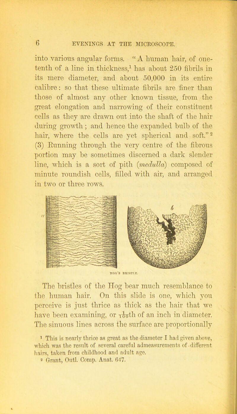 into various angular forms. “ A human hair, of one- tentli of a line in thickness,1 has about 250 fibrils in its mere diameter, and about 50,000 in its entire calibre: so that these ultimate fibrils are finer than those of almost any other known tissue, from the great elongation and narrowing of their constituent cells as they are drawn out into the shaft of the hair during growth ; and hence the expanded bulb of the hair, where the cells are yet spherical and soft.”2 (3) Running through the very centre of the fibrous portion may he sometimes discerned a dark slender line, which is a sort of pith (medulla) composed of minute roundish cells, filled with air, and arranged in two or three rows. The bristles of the TTog hear much resemblance to the human hair. On this slide is one, which you perceive is just thrice as thick as the hair that we have been examining, or rJuth of an inch in diameter. The sinuous lines across the surface are proportionally 1 This is nearly thrice as great as tire diameter I had given above, which was the result of several careful admeasurements of-different hairs, taken from childhood and adult age. 2 Grant, Outl. Comp. Anat. 647- (l