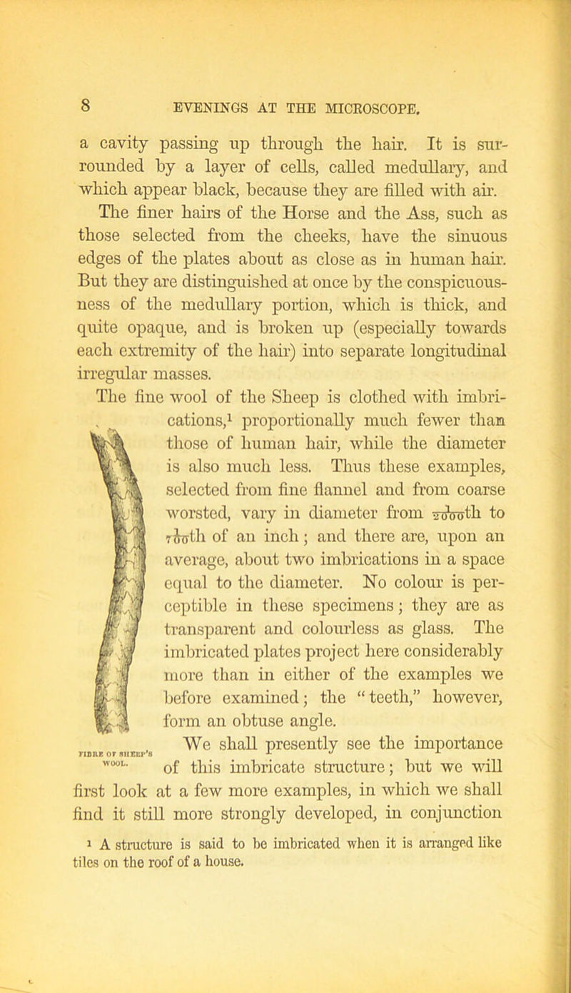 a cavity passing up through the hair. It is sur- rounded by a layer of cells, called medullary, and which appear black, because they are filled with air. The finer hairs of the Horse and the Ass, such as those selected from the cheeks, have the sinuous edges of the plates about as close as in human hair. But they are distinguished at once by the conspicuous- ness of the medullary portion, which is thick, and quite opaque, and is broken up (especially towards each extremity of the hair) into separate longitudinal irregular masses. The fine wool of the Sheep is clothed with imbri- cations,1 proportionally much fewer than those of human hair, while the diameter is also much less. Thus these examples, selected from fine flannel and from coarse worsted, vary in diameter from -roWth to 7 forth of an inch; and there are, upon an average, about two imbrications in a space equal to the diameter. No colour is per- ceptible in these specimens; they are as transparent and colourless as glass. The imbricated plates project here considerably more than in either of the examples we before examined; the “teeth,” however, form an obtuse angle. We shall presently see the importance FIB HE OF SIIEEP'8 A «/ X °°L- of this imbricate structure; but we will first look at a few more examples, in which we shall find it still more strongly developed, in conjunction 1 A structure is said to be imbricated when it is arranged like tiles on the roof of a house.