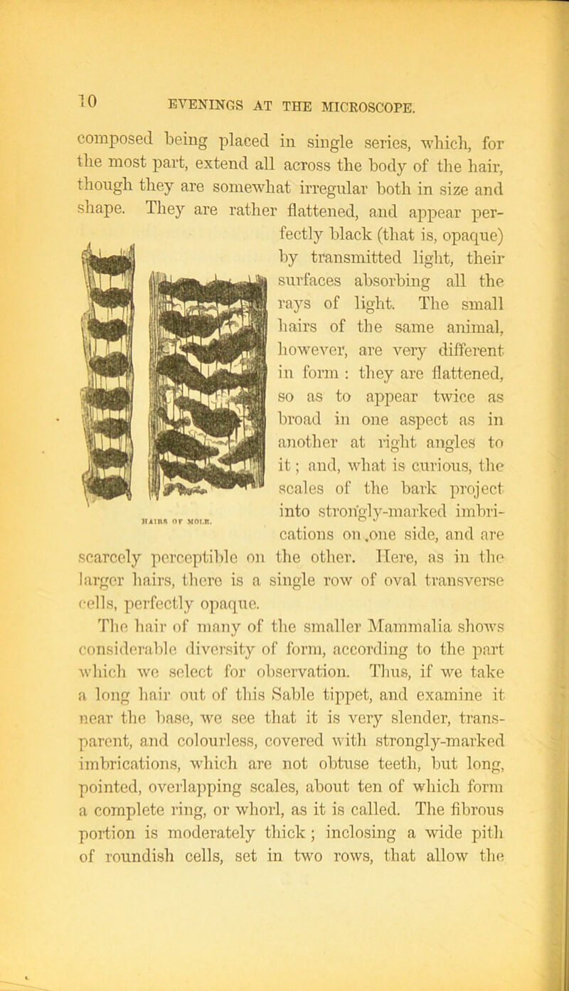 composed being placed in single series, which, for the most part, extend all across the body of the hair, though they are somewhat irregular both in size and shape. They are rather flattened, and appear per- %/ \ — —i £ — / hy transmitted light, their surfaces absorbing all the scarcely perceptible on the other. Here, as in the larger hairs, there is a single row of oval transverse cells, perfectly opaque. The hair of many of the smaller Mammalia shows considerable diversity of form, according to the part- winch we select for observation. Thus, if we take a long hair out of this Sable tippet, and examine it near the base, we see that it is very slender, trans- parent, and colourless, covered with strongly-marked imbrications, which are not obtuse teeth, but long, pointed, overlapping scales, about ten of which form a complete ring, or whorl, as it is called. The fibrous portion is moderately thick; inclosing a wide pith of roundish cells, set in two rows, that allow the fectly black (that is, opaque) rays of light. The small hairs of the same animal, however, are very different in form : they are flattened, so as to appear twice as broad in one aspect as in another at right angles to it; and, what is curious, the scales of the bark project into strongly-marked imbri- cations on .one side, and are