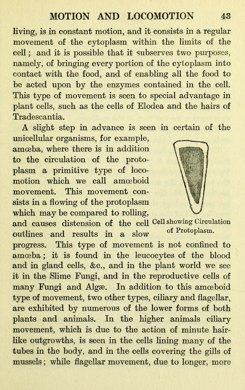 living, is in constant motion, and it consists in a regular movement of the cytoplasm within the limits of the cell; and it is possible that it subserves two purposes, namely, of bringing every portion of the cytoplasm into contact with the food, and of enabling all the food to be acted upon by the enzymes contained in the cell. This type of movement is seen to special advantage in plant cells, such as the cells of Elodea and the hairs of Tradescantia. A slight step in advance is seen in certain of the unicellular organisms, for example, amoeba, where there is in addition to the circulation of the proto- plasm a primitive type of loco- motion which we call amoeboid movement. This movement con- sists in a flowing of the protoplasm which may be compared to rolling, and causes distension of the cell Cel1 showing Circulation outlines and results in a slow of ProtoPlasm- progress. This type of movement is not confined to amoeba; it is found in the leucocytes of the blood and in gland cells, &c., and in the plant world we see it in the Slime Fungi, and in the reproductive cells of many Fungi and Algae. In addition to this amoeboid type of movement, two other types, ciliary and flagellar, are exhibited by numerous of the lower forms of both plants and animals. In the higher animals ciliary movement, which is due to the action of minute hair- like outgrowths, is seen in the cells lining many of the tubes in the body, and in the cells covering the gills of mussels; while flagellar movement, due to longer, more