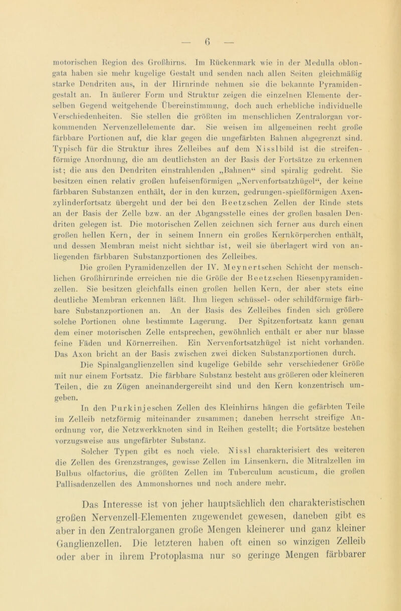 motorischen Region des Großhirns. Im Rückenmark wie in der Mednlla oldon- gata haben sie mehr kugelige Gestalt und senden nach allen Seiten gleichmäßig starke Dendriten aus, in der Hirnrinde nehmen sie die bekannte Pyramiden- gestalt an. In äußerer Form und Struktur zeigen die einzelnen Elemente der- selben Gegend weitgehende Übereinstimmung, doch auch erhebliche individuelle Verschiedenheiten. Sie stellen die größten im menschlichen Zentralorgan vor- kommenden Nervenzellelemente dar. Sie weisen im allgemeinen recht große färbbare Portionen auf, die klar gegen die ungefärbten Bahnen abgegrenzt sind. Typisch für die Struktur ihres Zelleibes auf dem Nisslbild ist die streifen- förmige Anordnung, die am deutlichsten an der Basis der Fortsätze zu erkennen ist; die aus den Dendriten einstrahlenden „Bahnen“ sind spiralig gedreht. Sie besitzen einen relativ großen hufeisenförmigen „Nervenfortsatzhügel“, der keine färbbaren Substanzen enthält, der in den kurzen, gedrungen-spießförmigen Axen- zylinderfortsatz übergeht und der bei den Beetzschen Zellen der Rinde stets an der Basis der Zelle bzw. an der Abgangsstelle eines der großen basalen Den- driten gelegen ist. Die motorischen Zellen zeichnen sich ferner aus durch einen großen hellen Kern, der in seinem Innern ein großes Kernkörperchen enthält, und dessen Membran meist nicht sichtbar ist, weil sie überlagert wird von an- liegenden färbbaren Substanzportionen des Zelleibes. Die großen Pyramidenzellen der IV. Meynertschen Schicht der mensch- lichen Großhirnrinde erreichen nie die Größe der Beetzschen Riesenpyramiden- zellen. Sie besitzen gleichfalls einen großen hellen Kern, der aber stets eine deutliche Membran erkennen läßt. Ihm liegen schüssel- oder schildförmige färb- bare Substanzportionen an. An der Basis des Zelleibes finden sich größere solche Portionen ohne bestimmte Lagerung. Der Spitzenfortsatz kann genau dem einer motorischen Zelle entsprechen, gewöhnlich enthält er aber nur blasse feine Fäden und Körnerreihen. Ein Nervenfortsatzhügel ist nicht vorhanden. Das Axon bricht an der Basis zwischen zwei dicken Substanzportionen durch. Die Spinalganglienzellen sind kugelige Gebilde sehr verschiedener Größe mit nur einem Fortsatz. Die färbbare Substanz besteht aus größeren oder kleineren Teilen, die zu Zügen aneinandergereiht sind und den Kern konzentrisch um- gehen. In den Purkinjeschen Zellen des Kleinhirns hängen die gefärbten Teile im Zelleih netzförmig miteinander zusammen; daneben herrscht streifige An- ordnung vor, die Netzwerkknoten sind in Reihen gestellt; die Fortsätze bestehen vorzugsweise aus ungefärbter Substanz. Solcher Typen gibt es noch viele. Nissl charakterisiert des weiteren die Zellen des Grenzstranges, gewisse Zellen im Linsenkern, die Mitralzellen im Bulbus olfactorius, die größten Zellen im Tuberculum acusticum, die großen Pallisadenzellen des Ammonshornes und noch andere mehr. Das Interesse ist von jeher hauptsächlich den charakteristischen großen Nervenzell-Elementen zugewendet gewesen, daneben gibt es aber in den Zentralorganen große Mengen kleinerer und ganz kleiner Ganglienzellen. Die letzteren haben oft einen so winzigen Zelleib oder aber in ihrem Protoplasma nur so geringe Mengen färbbarer