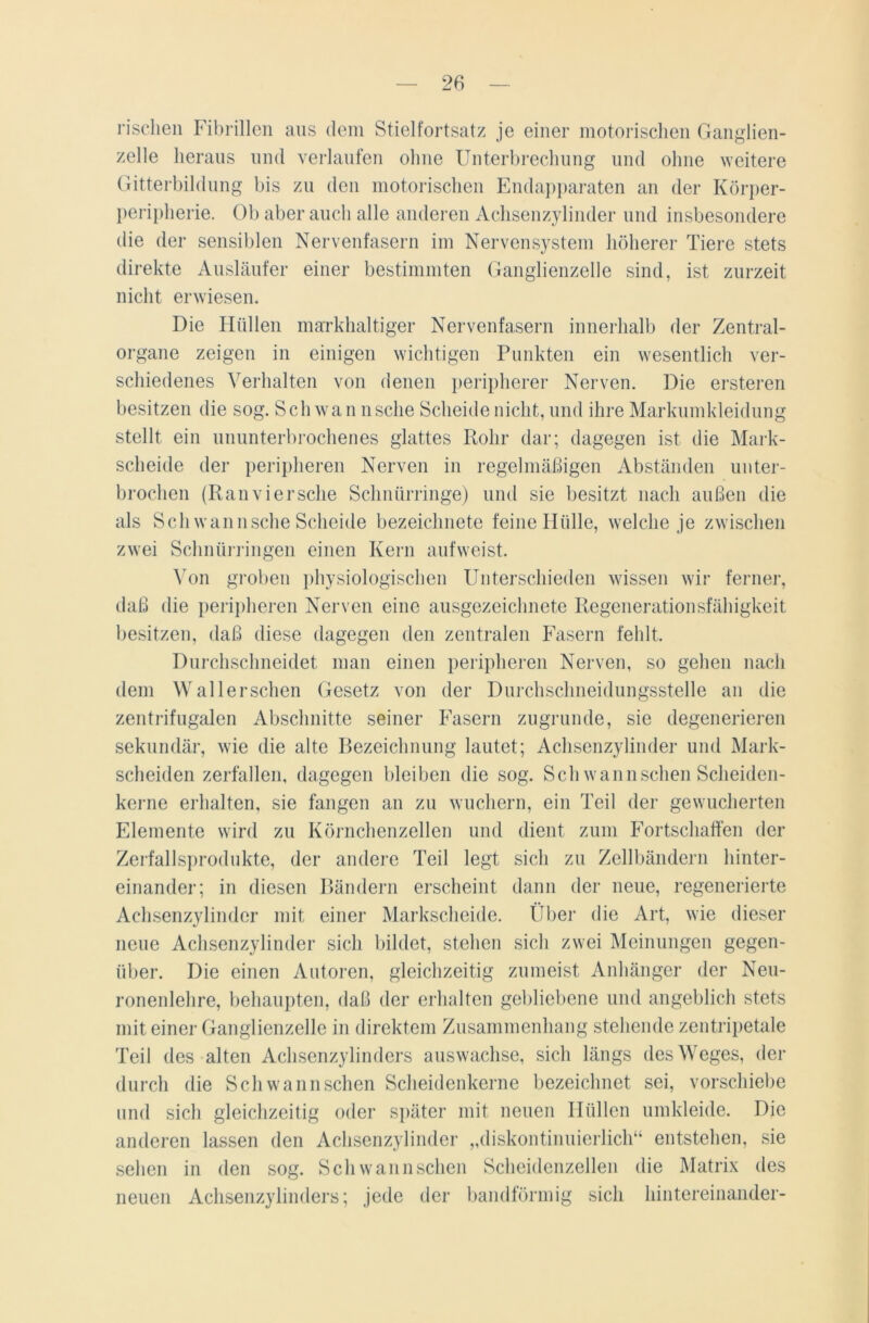 rischen Fibrillen aus dem Stielfortsatz je einer motorischen Ganglien- zelle heraus und verlaufen ohne Unterbrechung und ohne weitere Gitterbildung bis zu den motorischen Endapparaten an der Körper- peripherie. Ob aber auch alle anderen Achsenzylinder und insbesondere die der sensiblen Nervenfasern im Nervensystem höherer Tiere stets direkte Ausläufer einer bestimmten Ganglienzelle sind, ist zurzeit nicht erwiesen. Die Hüllen markhaltiger Nervenfasern innerhalb der Zentral- organe zeigen in einigen wichtigen Punkten ein wesentlich ver- schiedenes Verhalten von denen peripherer Nerven. Die ersteren besitzen die sog. Schwan nsclie Scheide nicht, und ihre Markumkleidung stellt ein ununterbrochenes glattes Rohr dar; dagegen ist die Mark- scheide der peripheren Nerven in regelmäßigen Abständen unter- brochen (Ranviersehe Schnürringe) und sie besitzt nach außen die als Sch wannsche Scheide bezeichnete feine Hülle, welche je zwischen zwei Schnörringen einen Kern aufweist. Von groben physiologischen Unterschieden wissen wir ferner, daß die peripheren Nerven eine ausgezeichnete Regenerationsfähigkeit besitzen, daß diese dagegen den zentralen Fasern fehlt. Durchschneidet man einen peripheren Nerven, so gehen nach dem Wallerschen Gesetz von der Durchsclmeidungsstelle an die zentrifugalen Abschnitte seiner Fasern zugrunde, sie degenerieren sekundär, wie die alte Rezeichnung lautet; Achsenzylinder und Mark- scheiden zerfallen, dagegen bleiben die sog. Sch wann sehen Scheiden- kerne erhalten, sie fangen an zu wuchern, ein Teil der gewucherten Elemente wird zu Körnchenzellen und dient zum Fortschaffen der Zerfallsprodukte, der andere Teil legt sich zu Zellbändern hinter- einander; in diesen Bändern erscheint dann der neue, regenerierte Achsenzylinder mit einer Markscheide. Über die Art, wie dieser neue Achsenzylinder sich bildet, stehen sich zwei Meinungen gegen- über. Die einen Autoren, gleichzeitig zumeist Anhänger der Neu- ronenlehre, behaupten, daß der erhalten gebliebene und angeblich stets mit einer Ganglienzelle in direktem Zusammenhang stehende zentripetale Teil des alten Achsenzylinders auswachse, sich längs des Weges, der durch die Schwann sehen Scheidenkerne bezeichnet sei, vorschiebe und sich gleichzeitig oder später mit neuen Hüllen umkleide. Die anderen lassen den Achsenzylinder „diskontinuierlich“ entstehen, sie sehen in den sog. Schwannschen Scheidenzellen die Matrix des neuen Achsenzylinders; jede der bandförmig sich hintereinander-